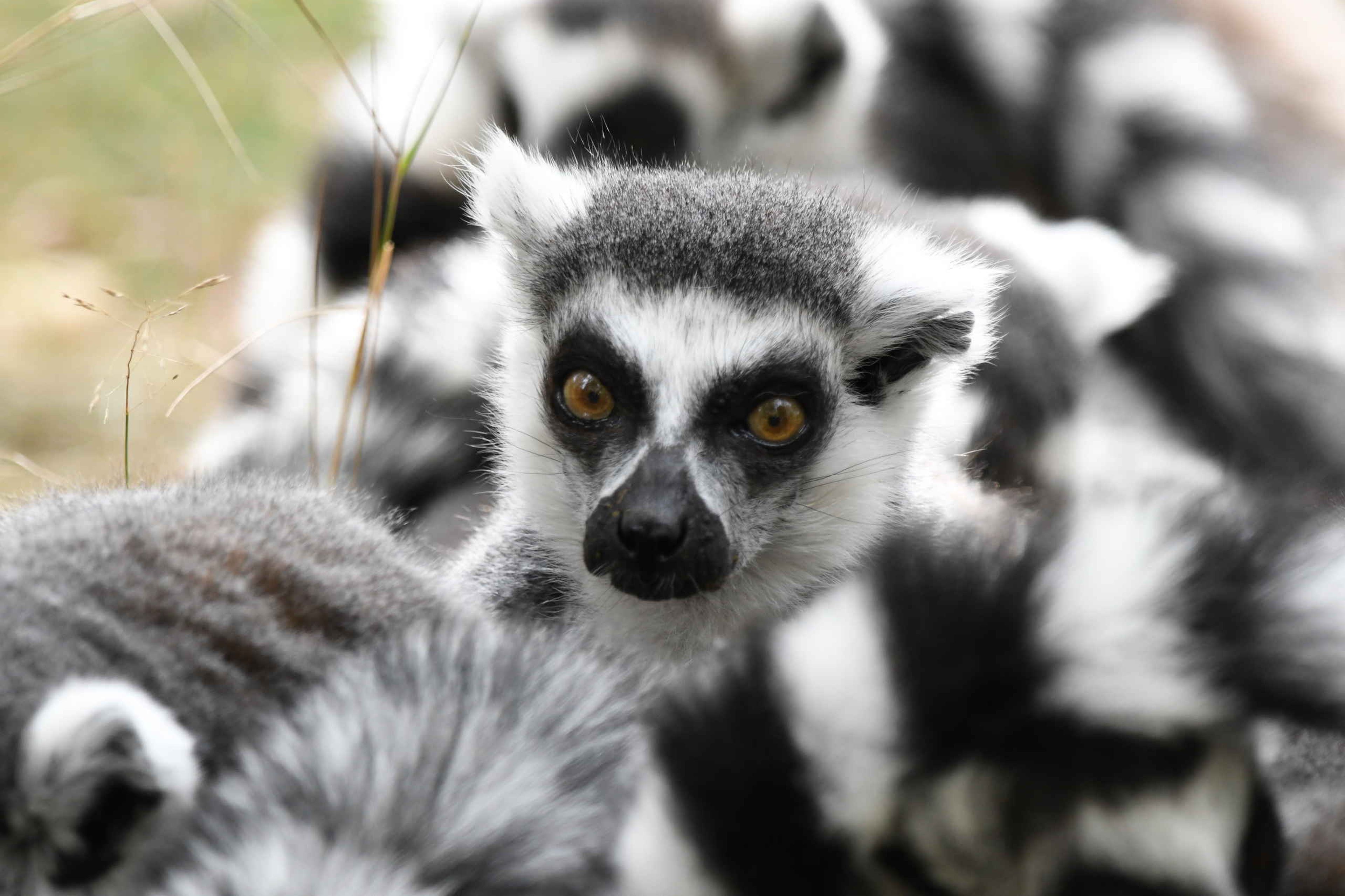 Ringstaartmaki close-up in een groep in Safaripark Beekse Bergen