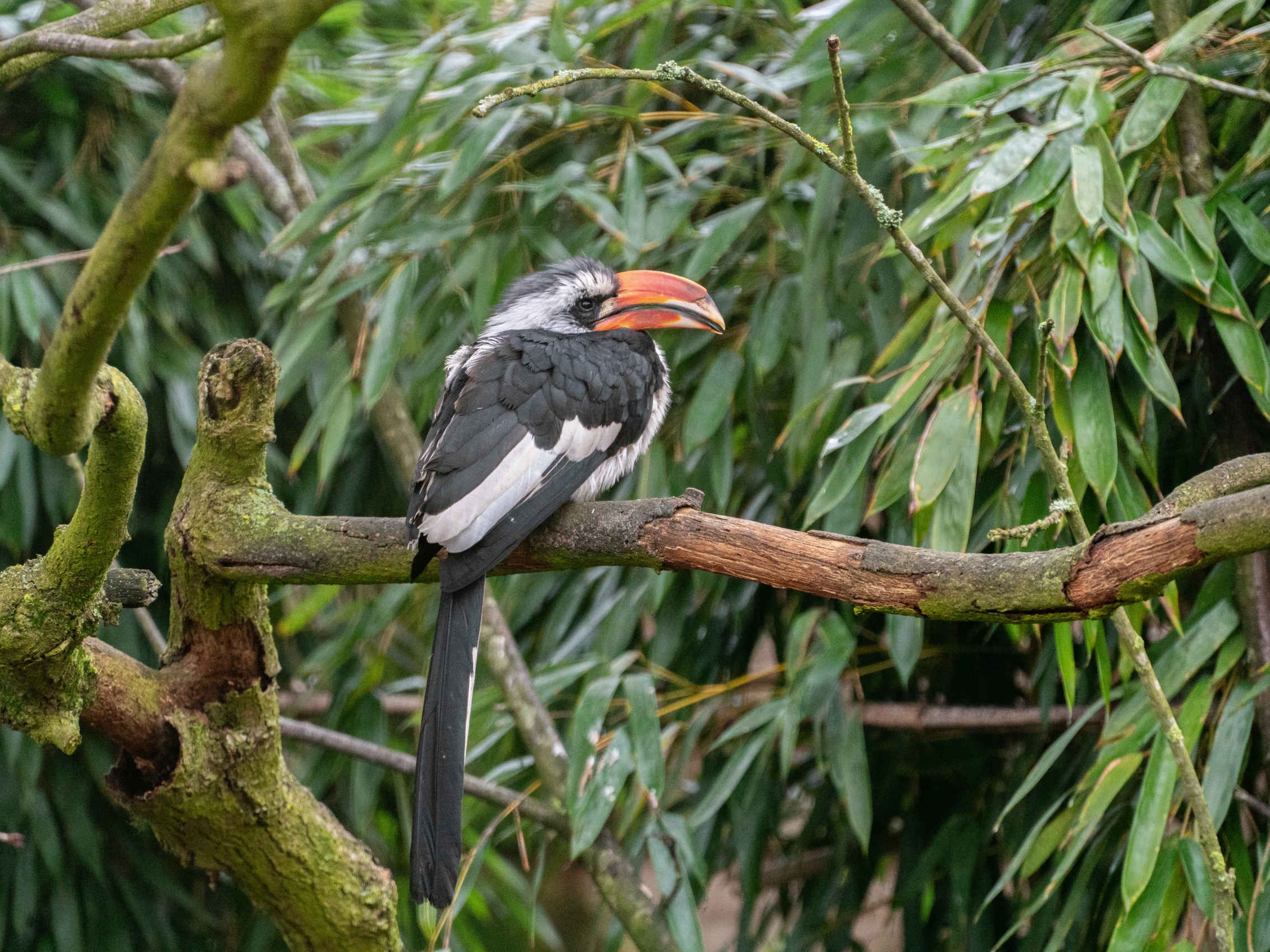 Von der Decken tok, EEP bij ZooParc Overloon.