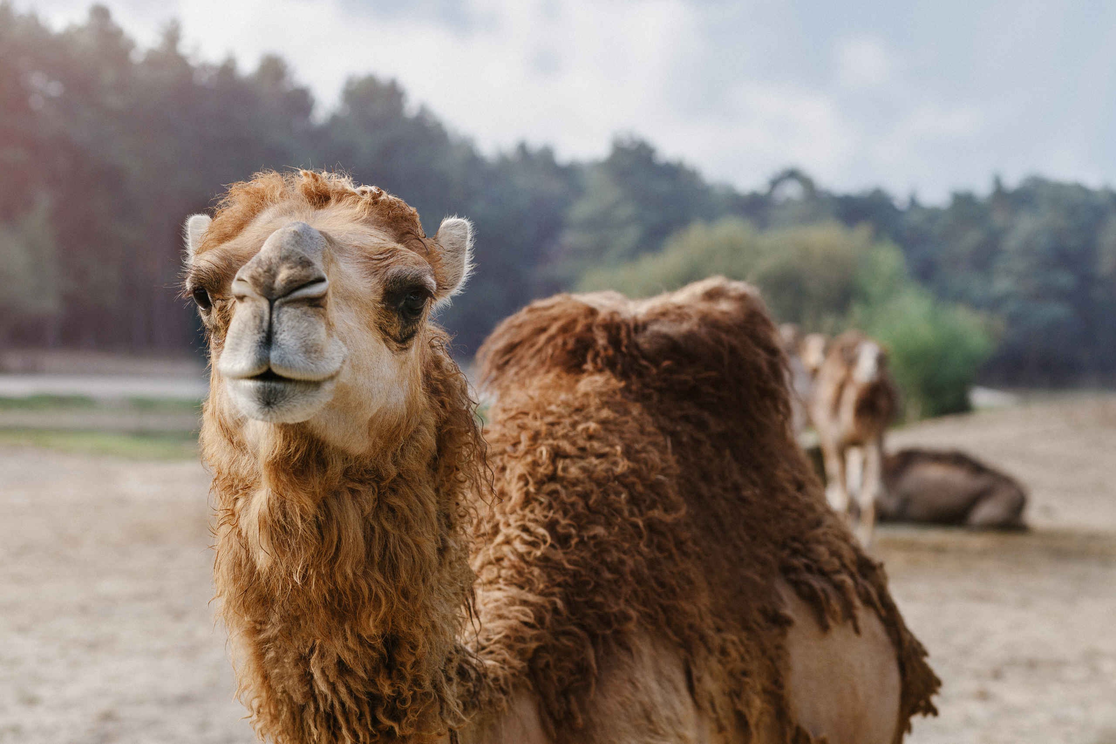 Dromedaris bij de autosafari in Safaripark Beekse Bergen