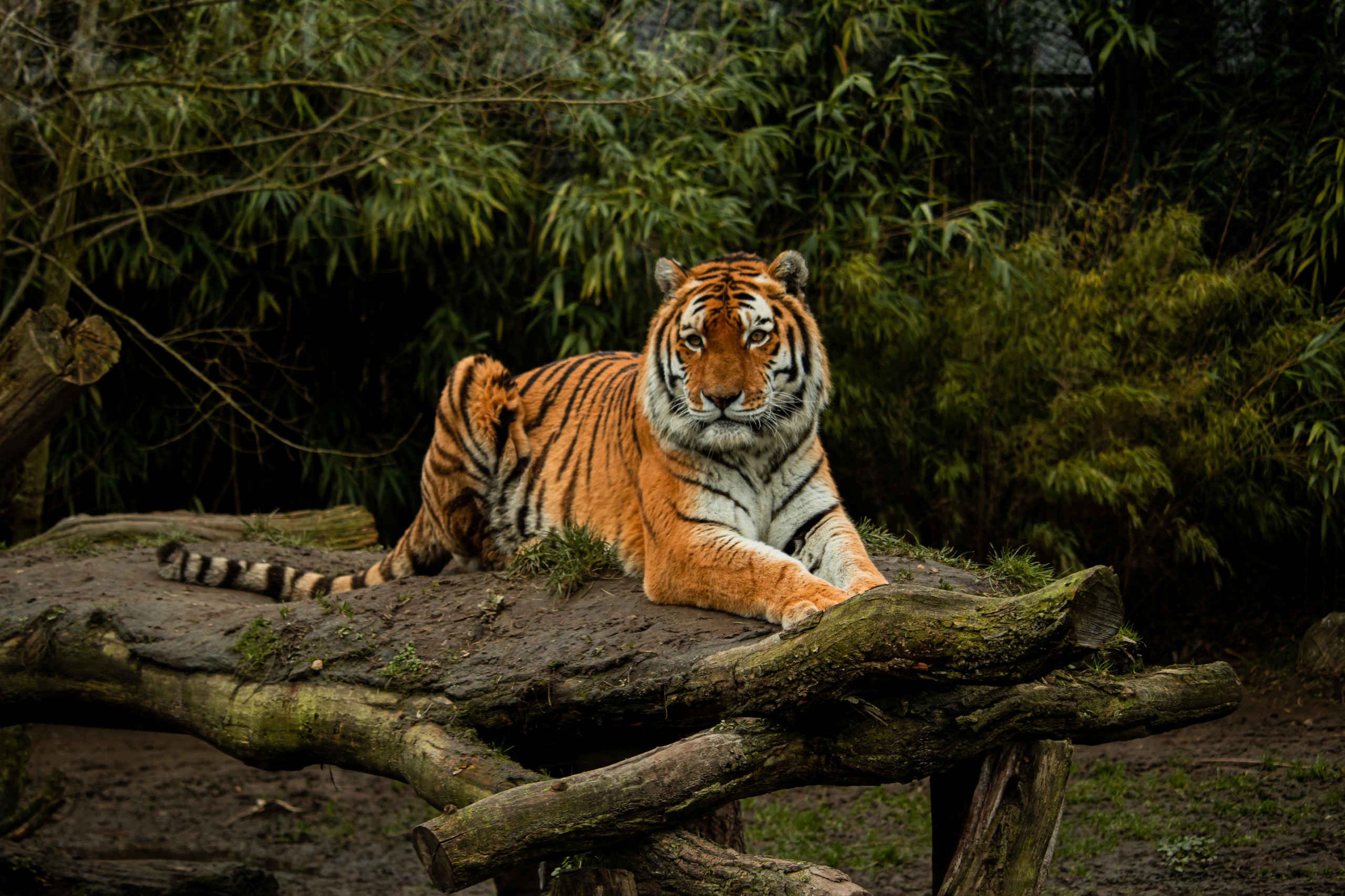 Dieramoer tijger Eindhoven Zoo
