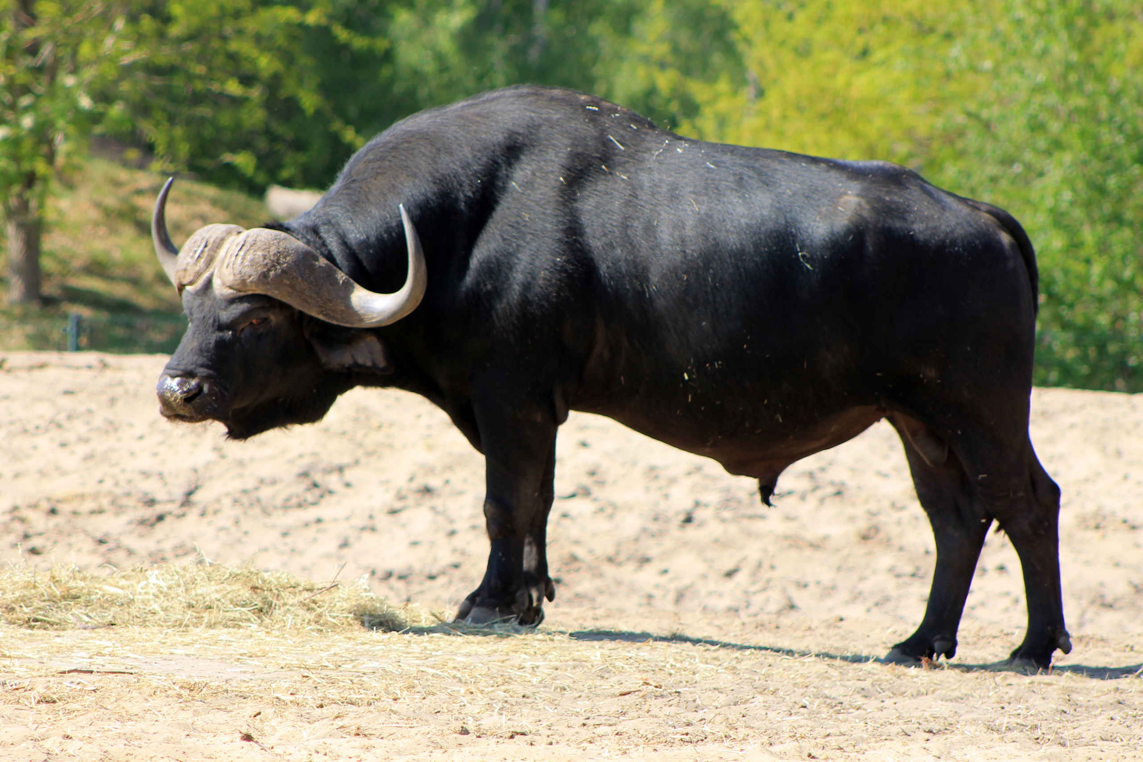Dier de kaapse buffel staand in Safaripark Beekse Bergen
