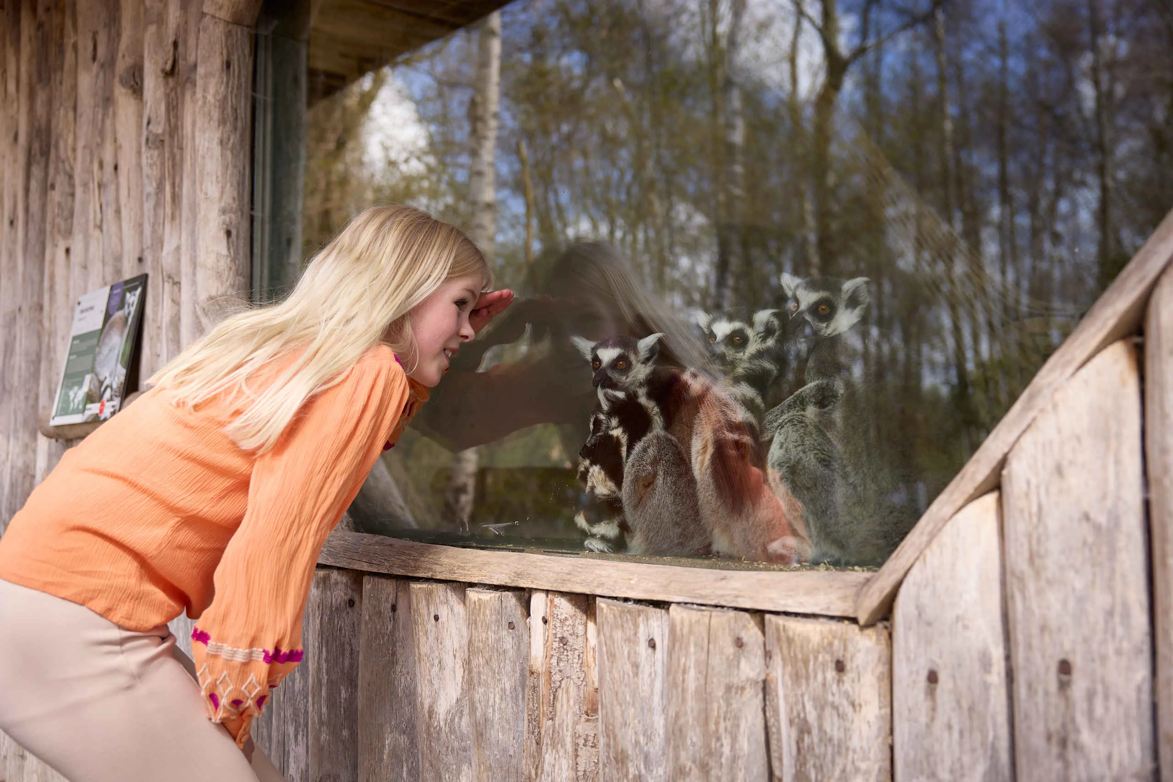 Meisje kijkt naar ringstaartmaki's in AquaZoo Leeuwarden