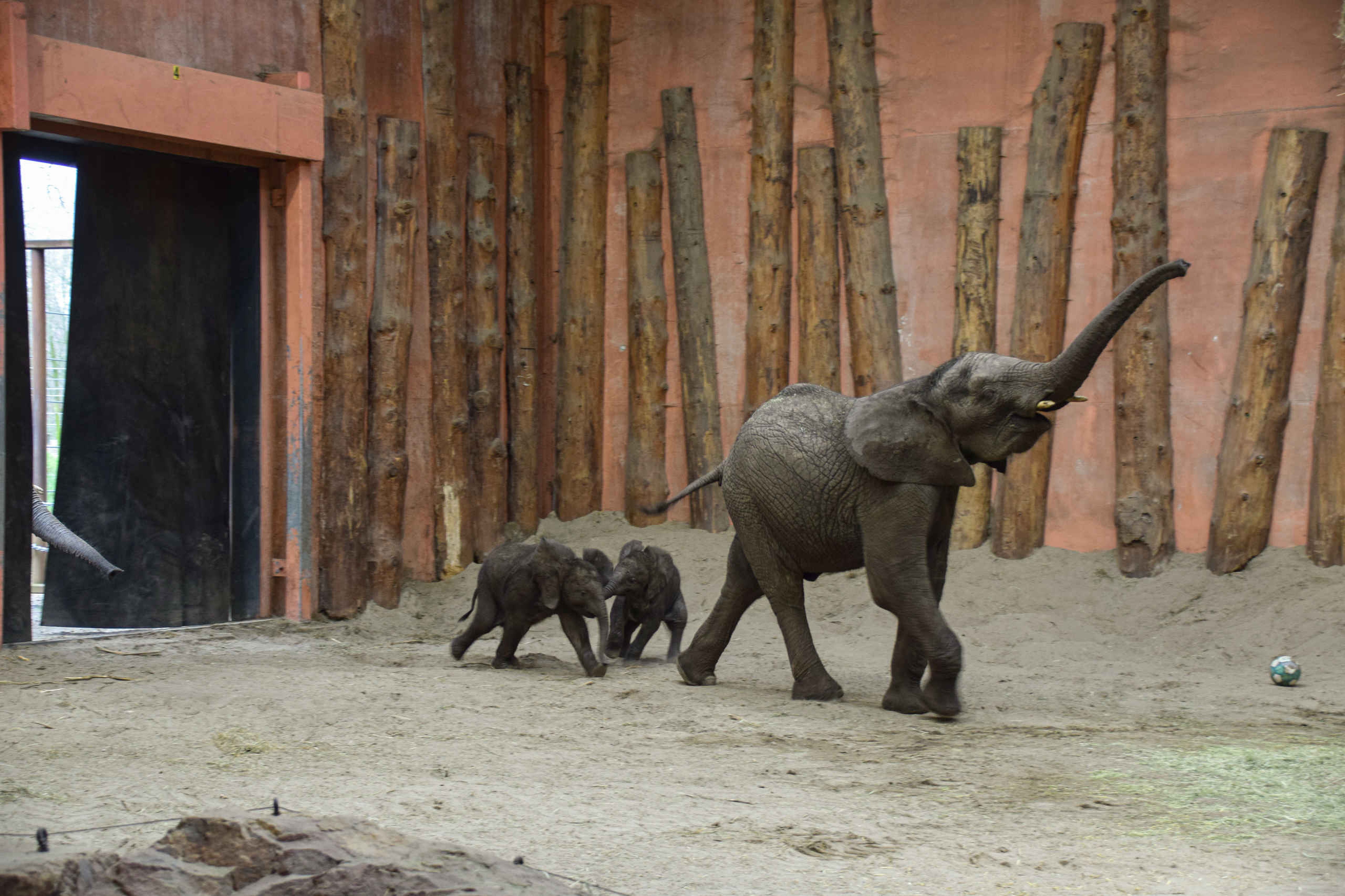 Kleine olifanten in stallen Safaripark Beekse Bergen
