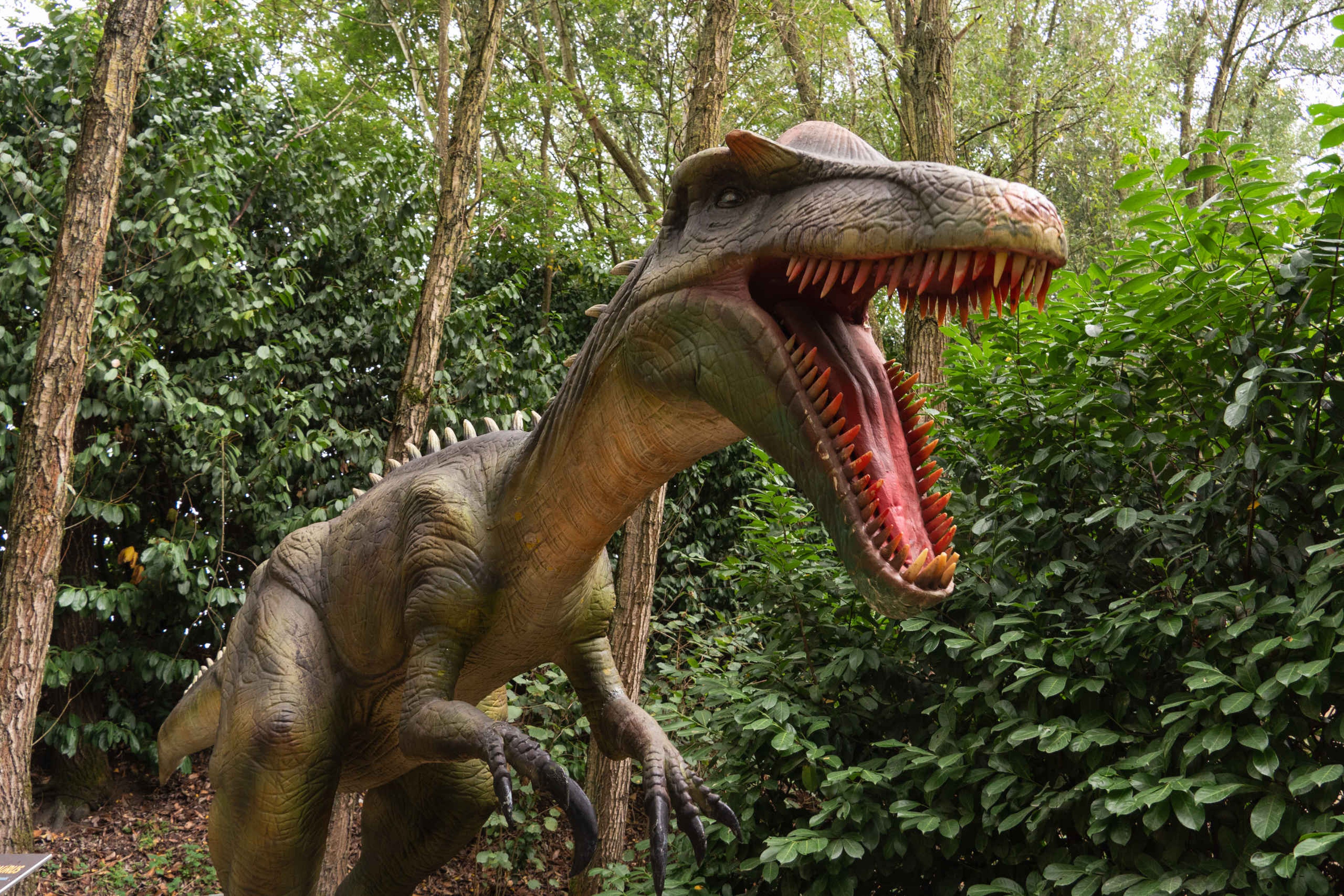 Een allosaurus tijdens de Dino Weken in ZooParc Overloon