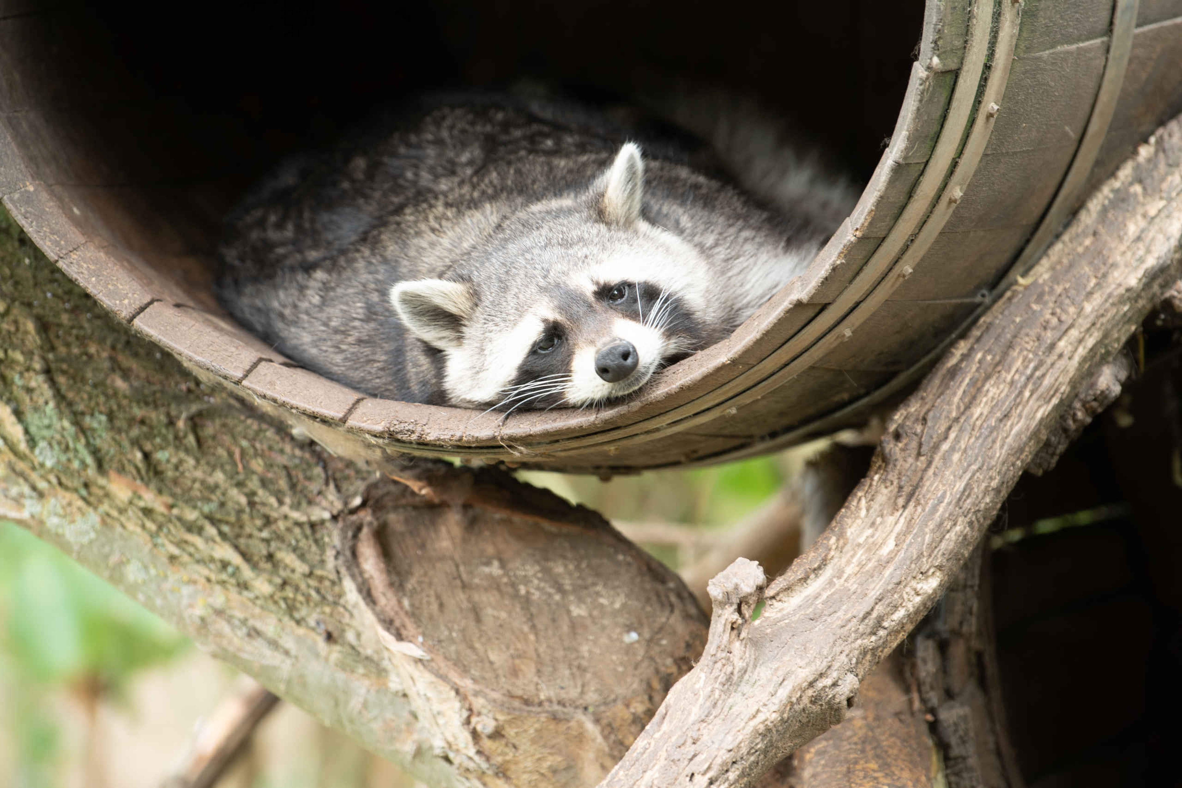 De gewone wasbeer ligt in een ton bij Eindhoven Zoo.