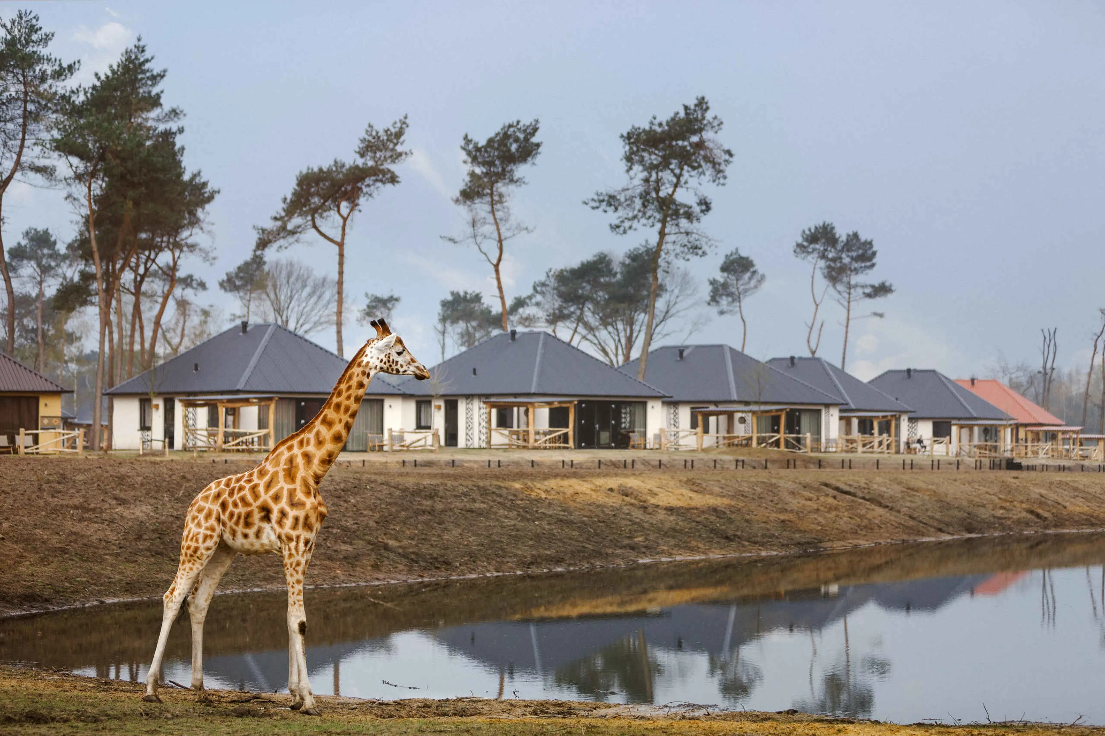Giraf bij de savanne lodge op Safari Resort Beekse Bergen