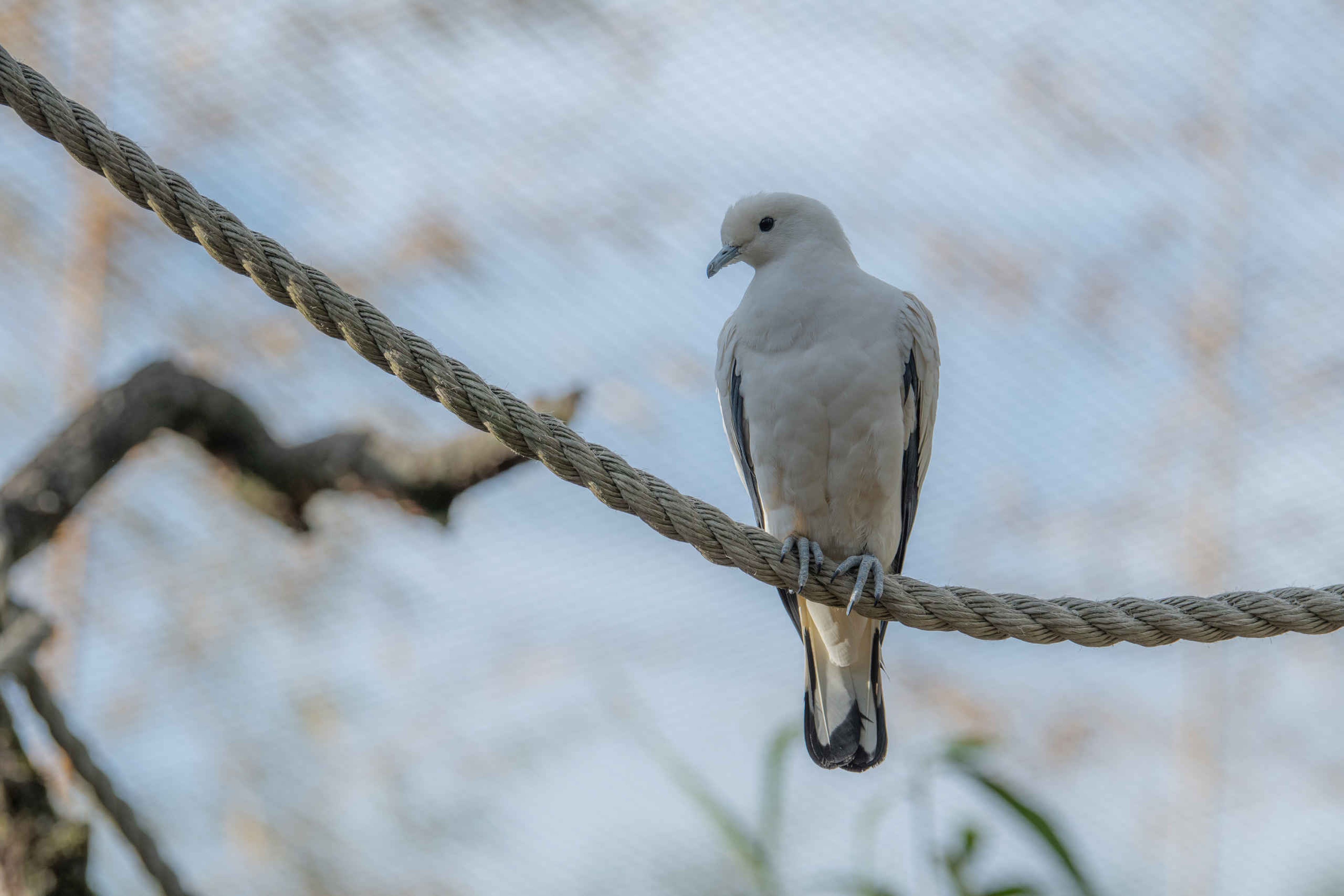Een bonte muskaatduif zit op een touw bij Eindhoven Zoo.