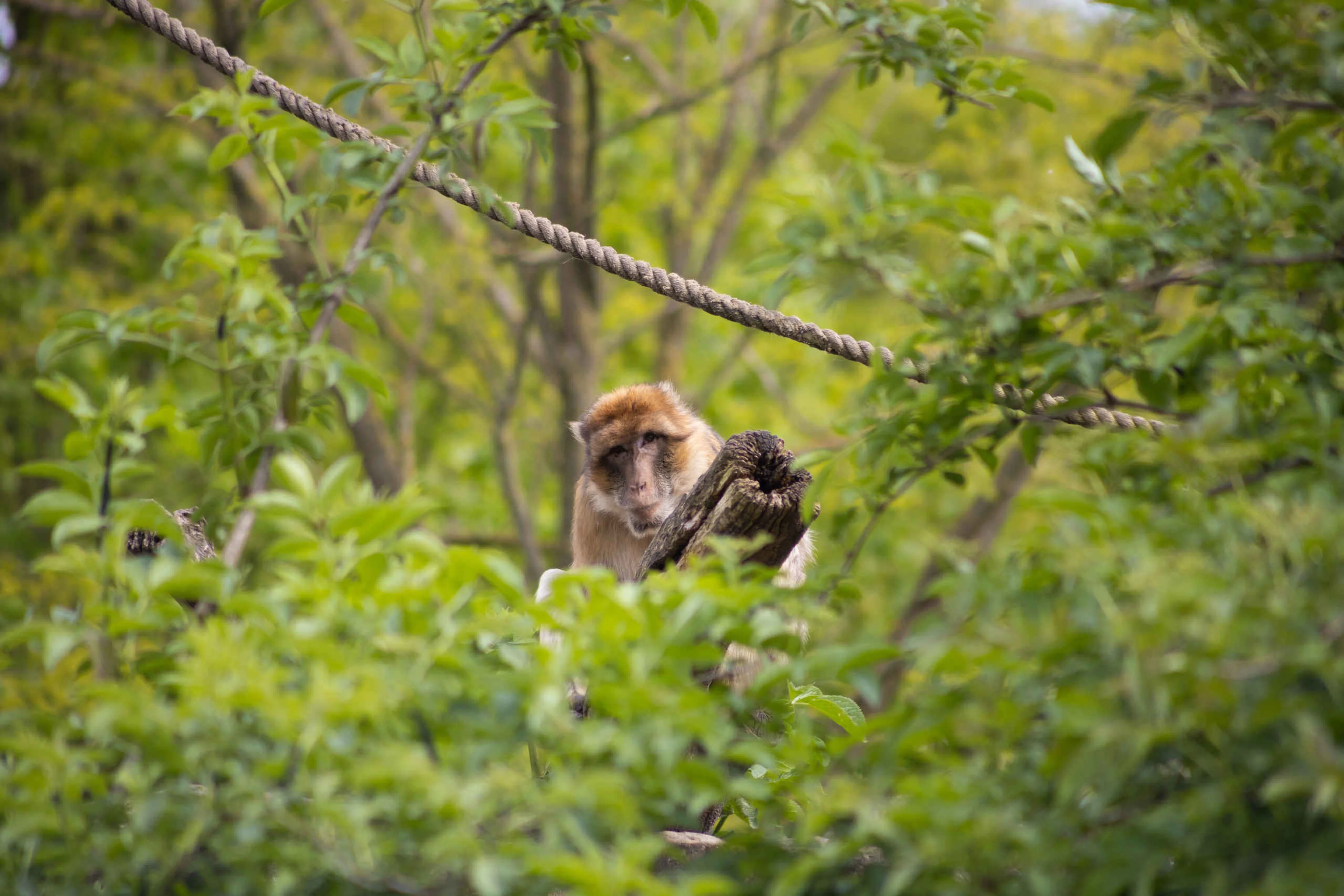 Java aap tussen de bomen in Eindhoven Zoo