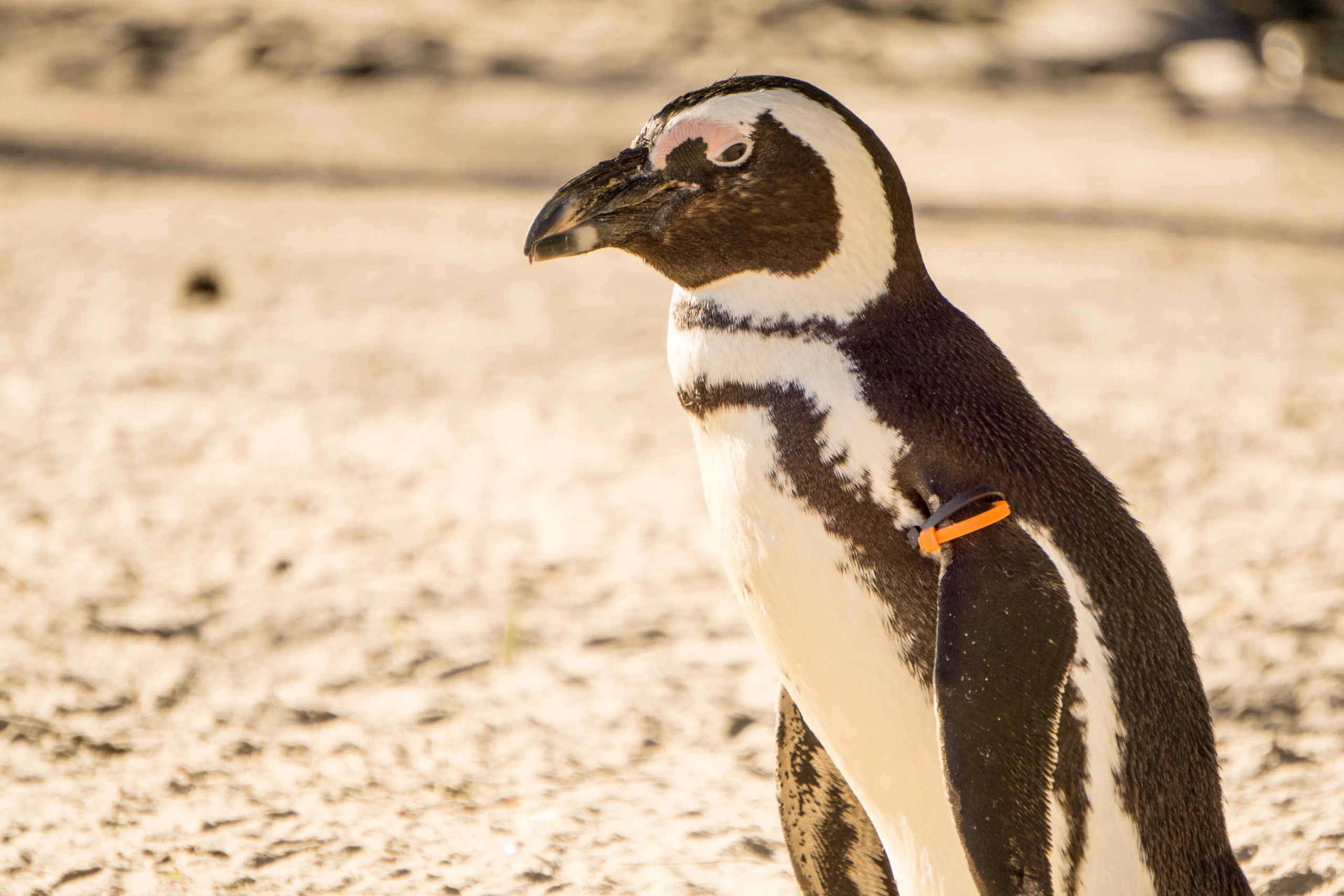 Een Afrikaanse pinguin in ZooParc Overloon