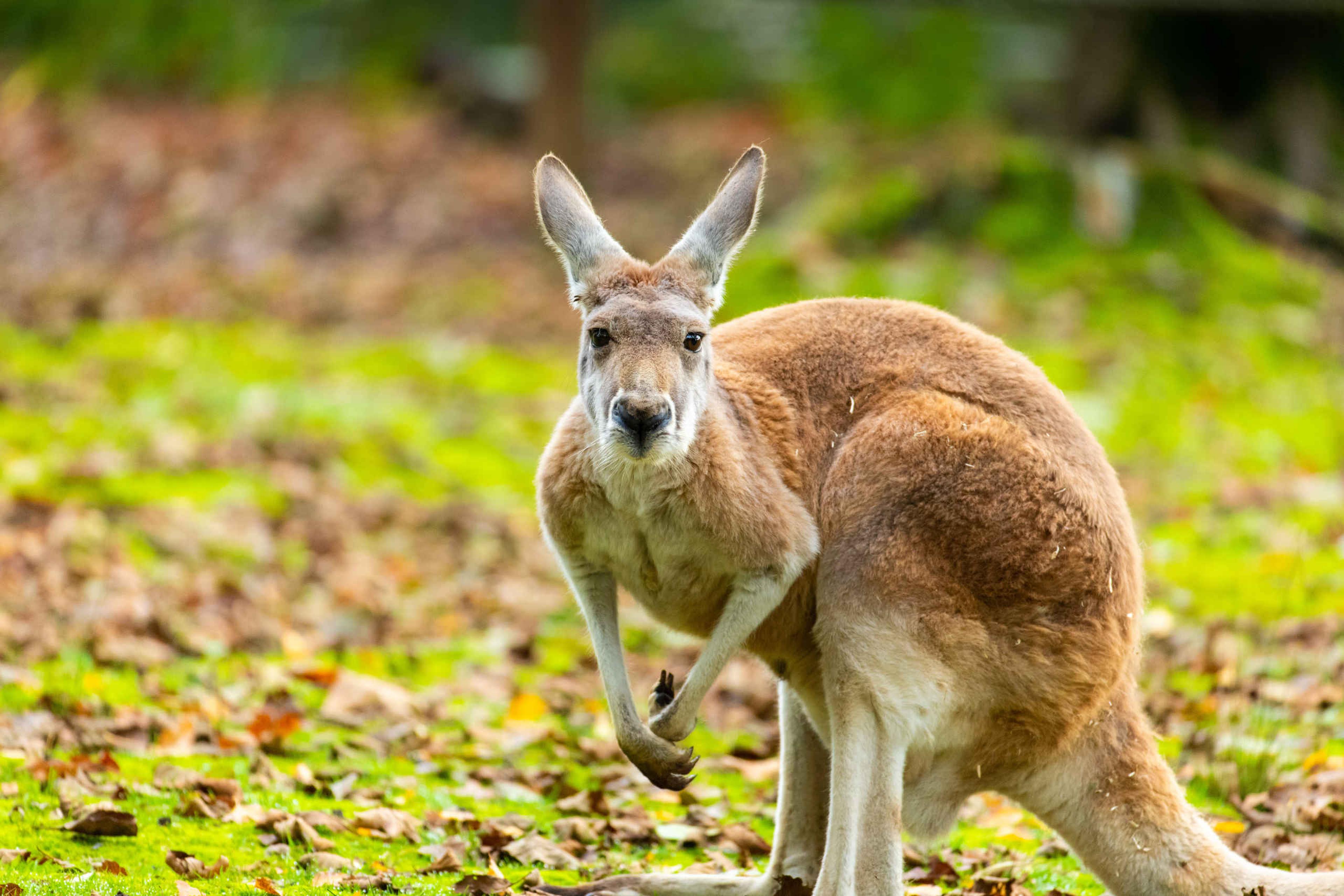 Rode reuzenkangoeroe gras AquaZoo Leeuwarden