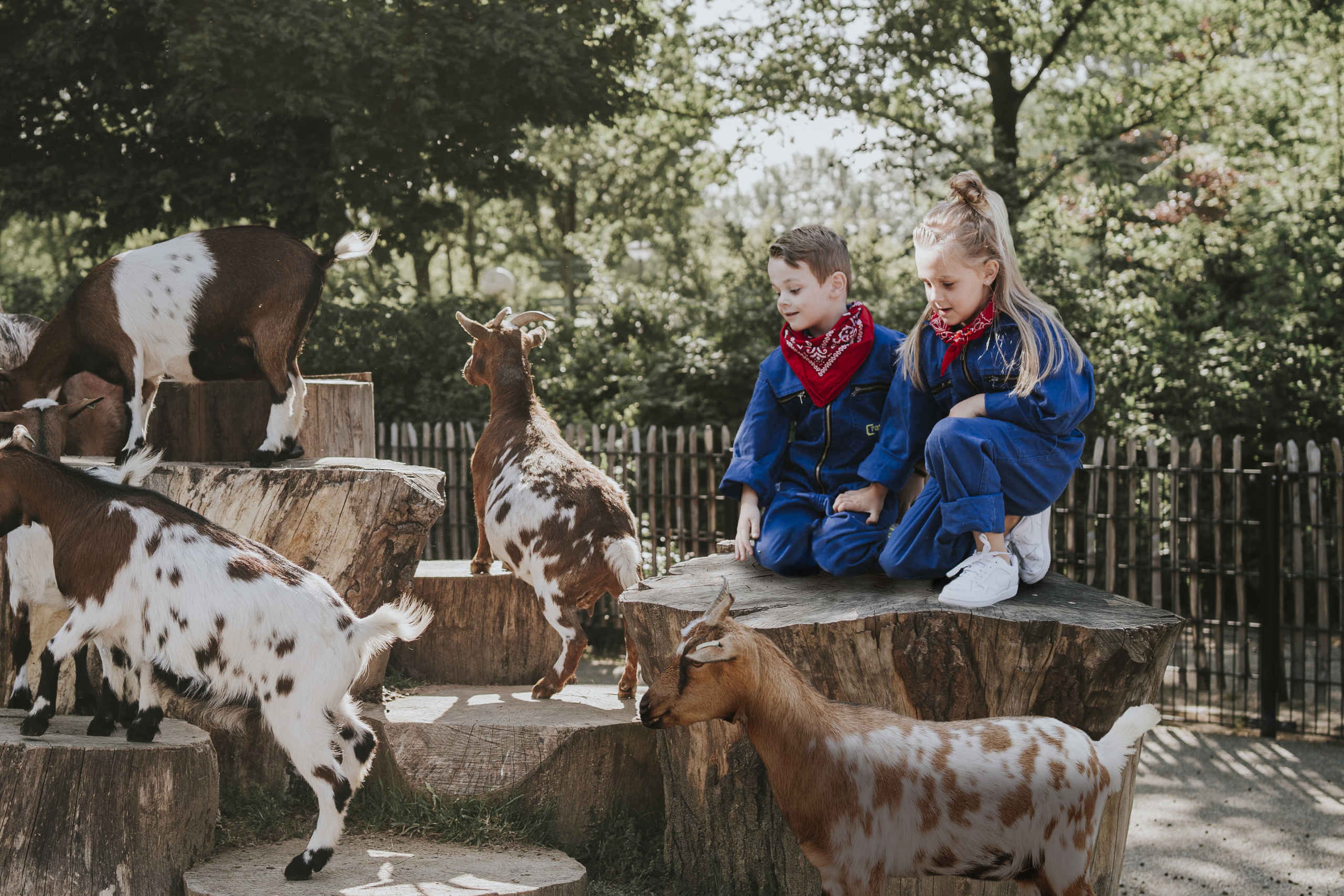 Geiten en kinderen in de kinderboerderij op Vakantiepark Dierenbos