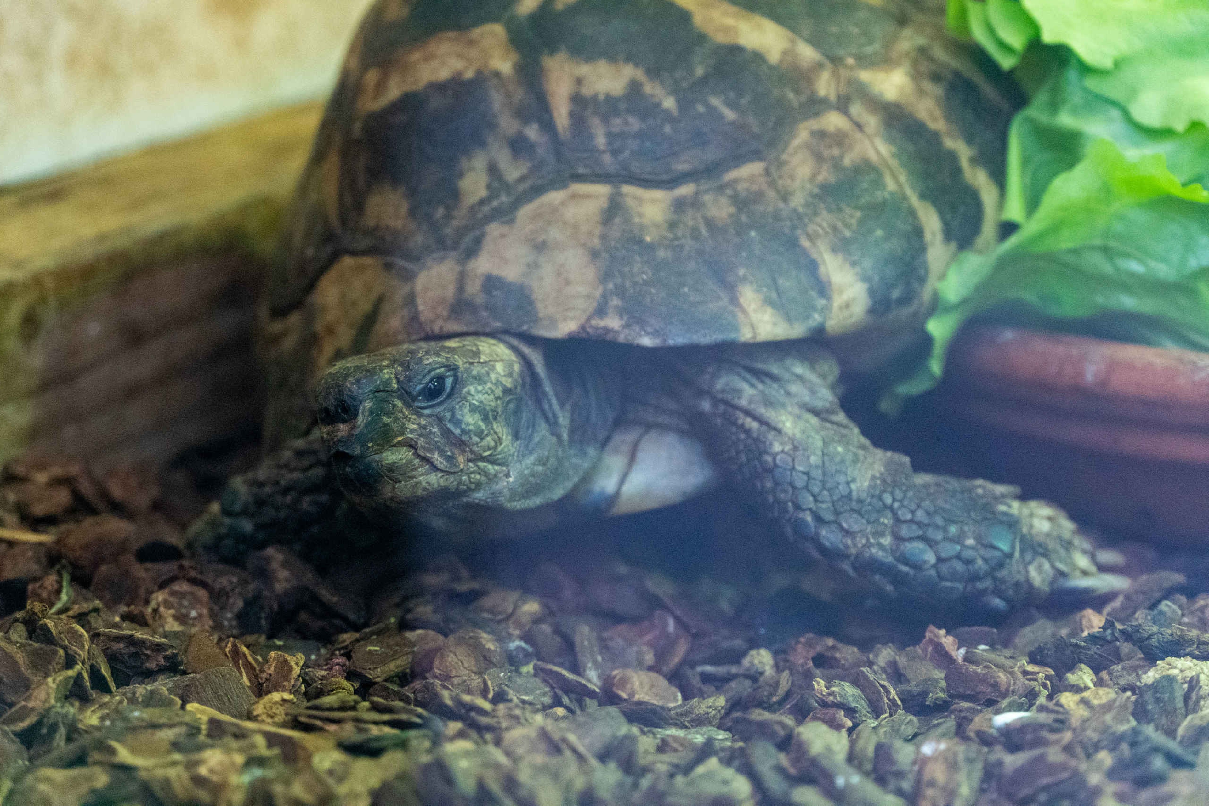 Een Griekse landschildpad bij Eindhoven Zoo.