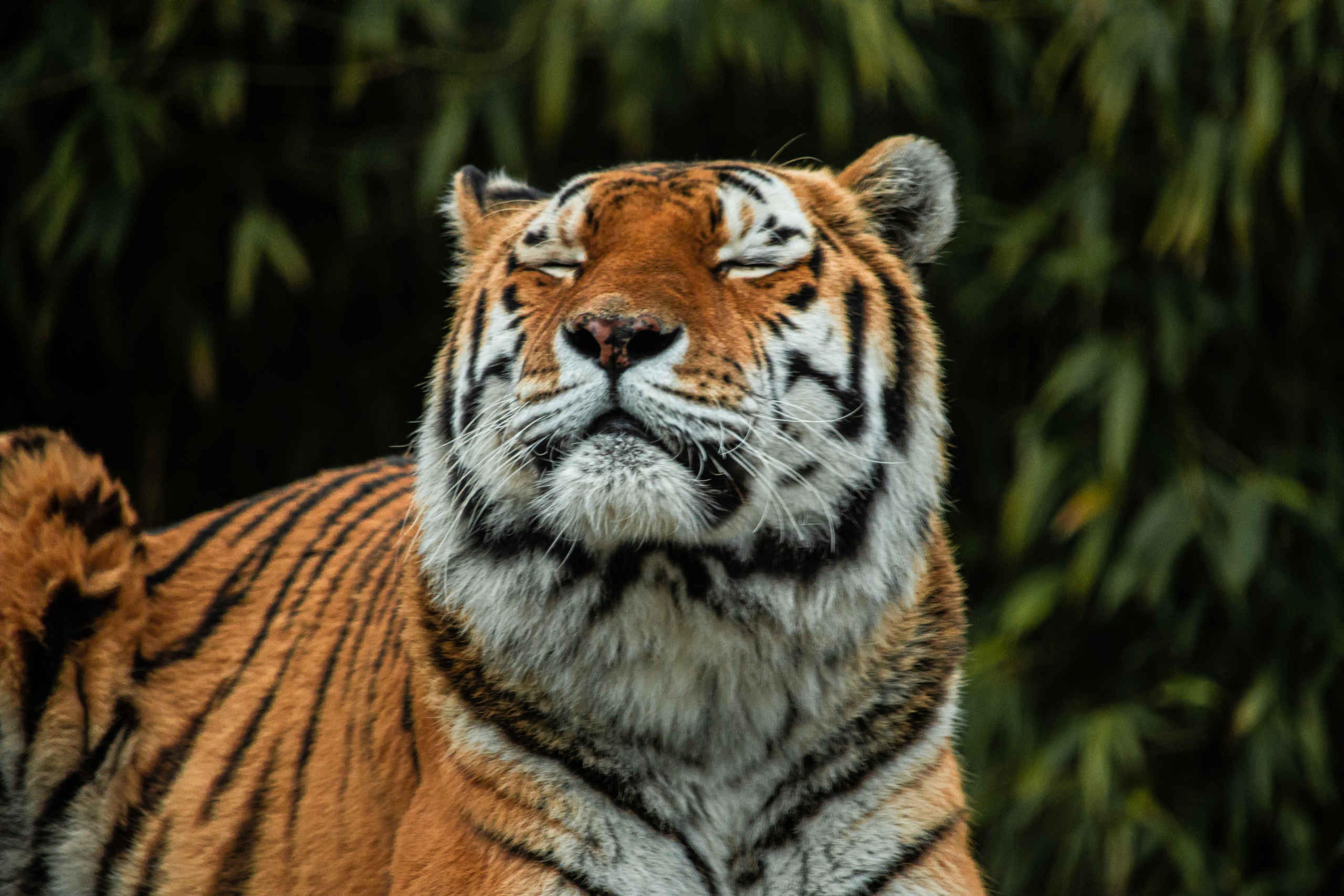 Een amoertijger ligt met zijn ogen dicht bij Eindhoven Zoo.