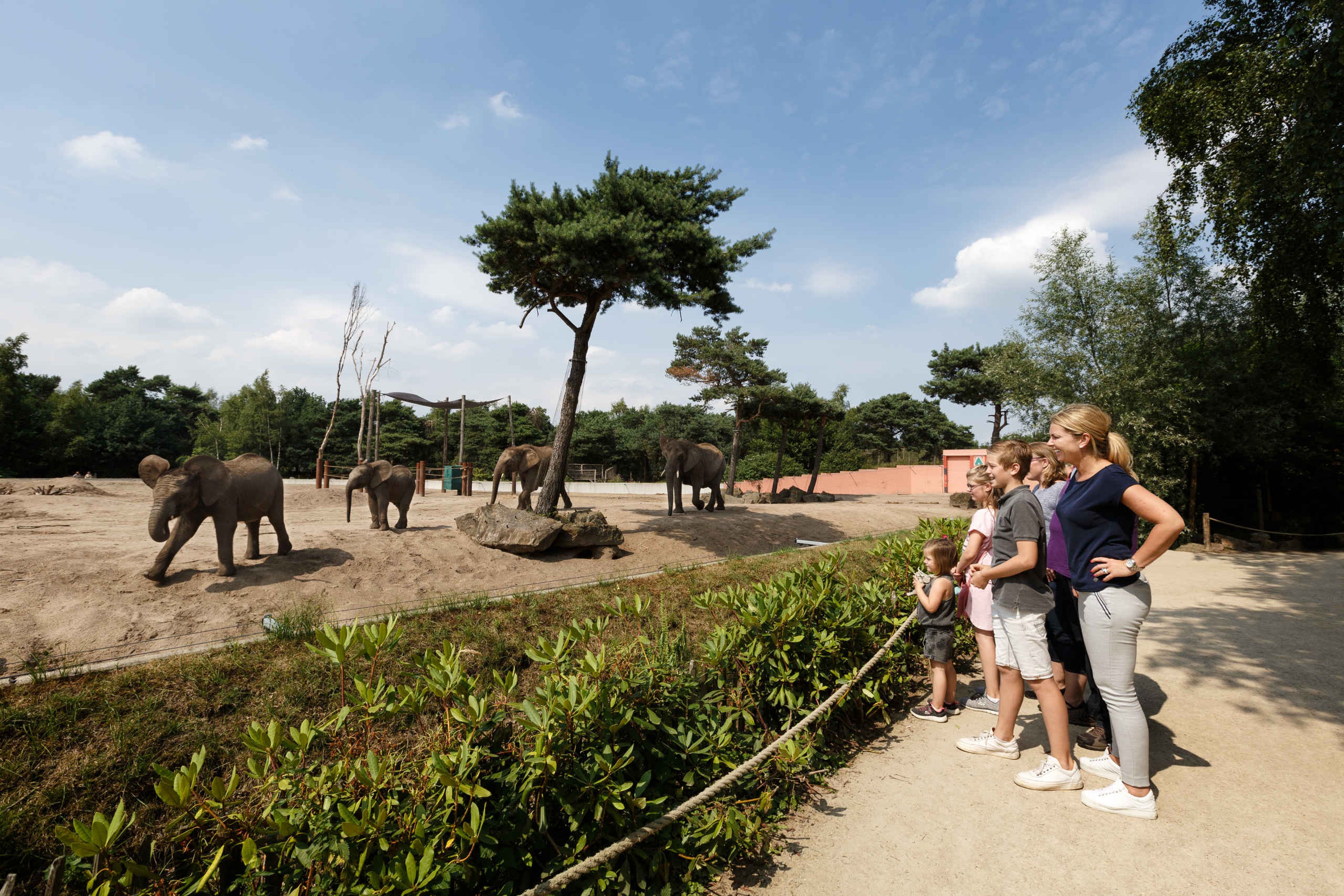 Een gezin kijkt naar de olifanten in Safaripark Beekse Bergen