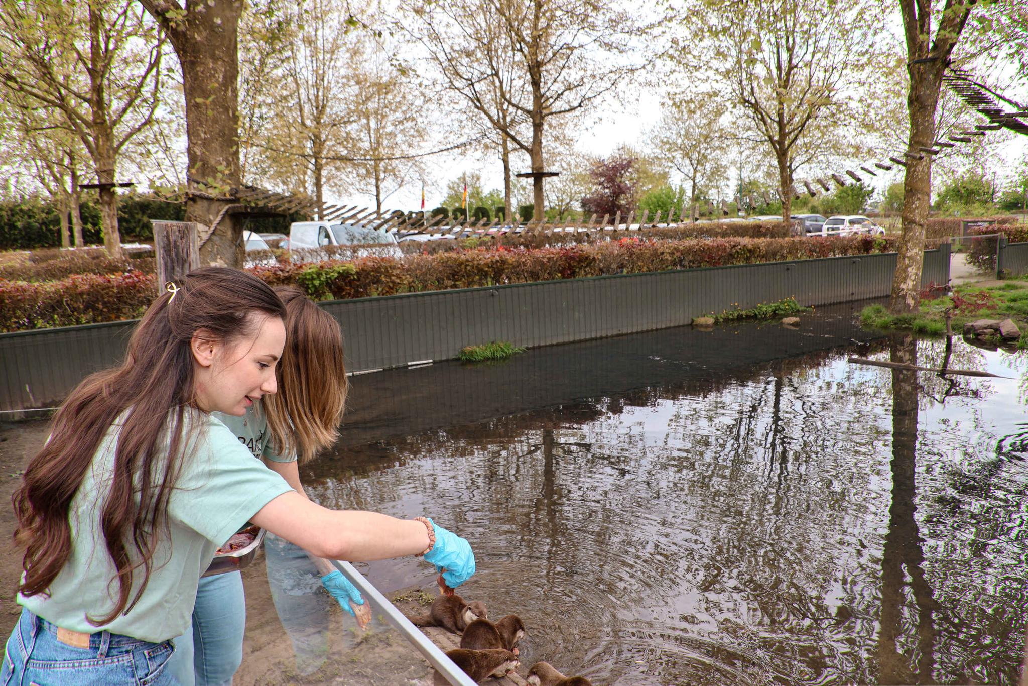 Aziatische kleinklauwotter Keeper for a day ZooParc Overloon