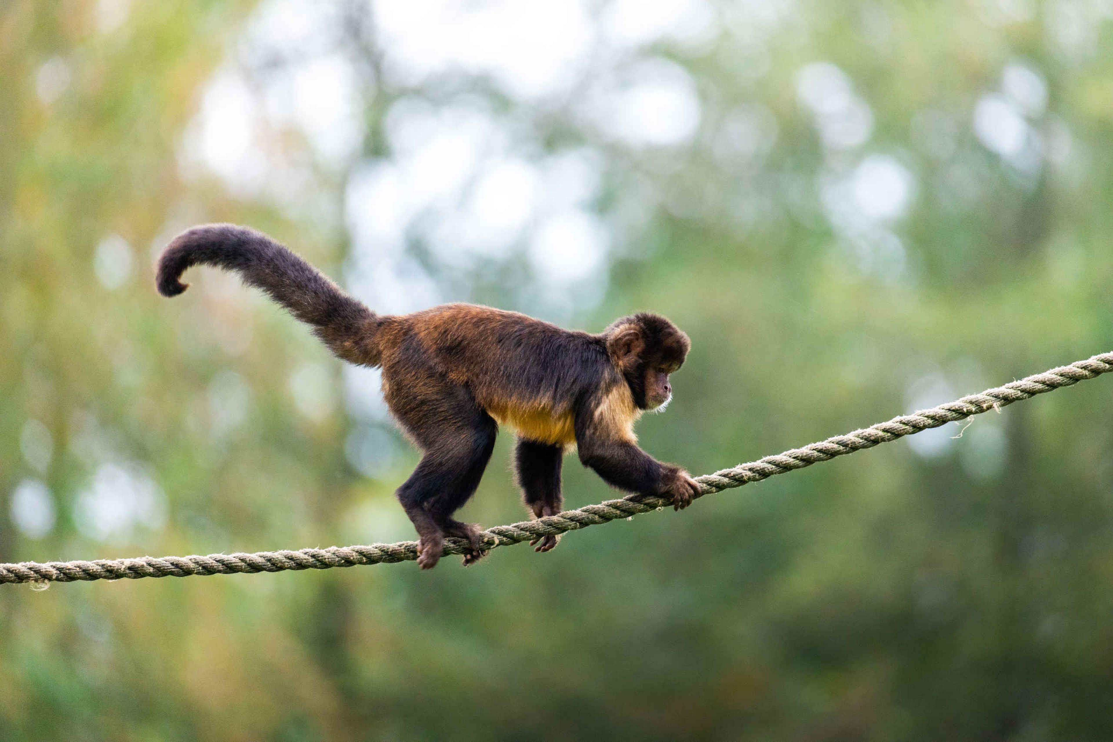 Geelborstkapucijnaap klimt over touw AquaZoo Leeuwarden