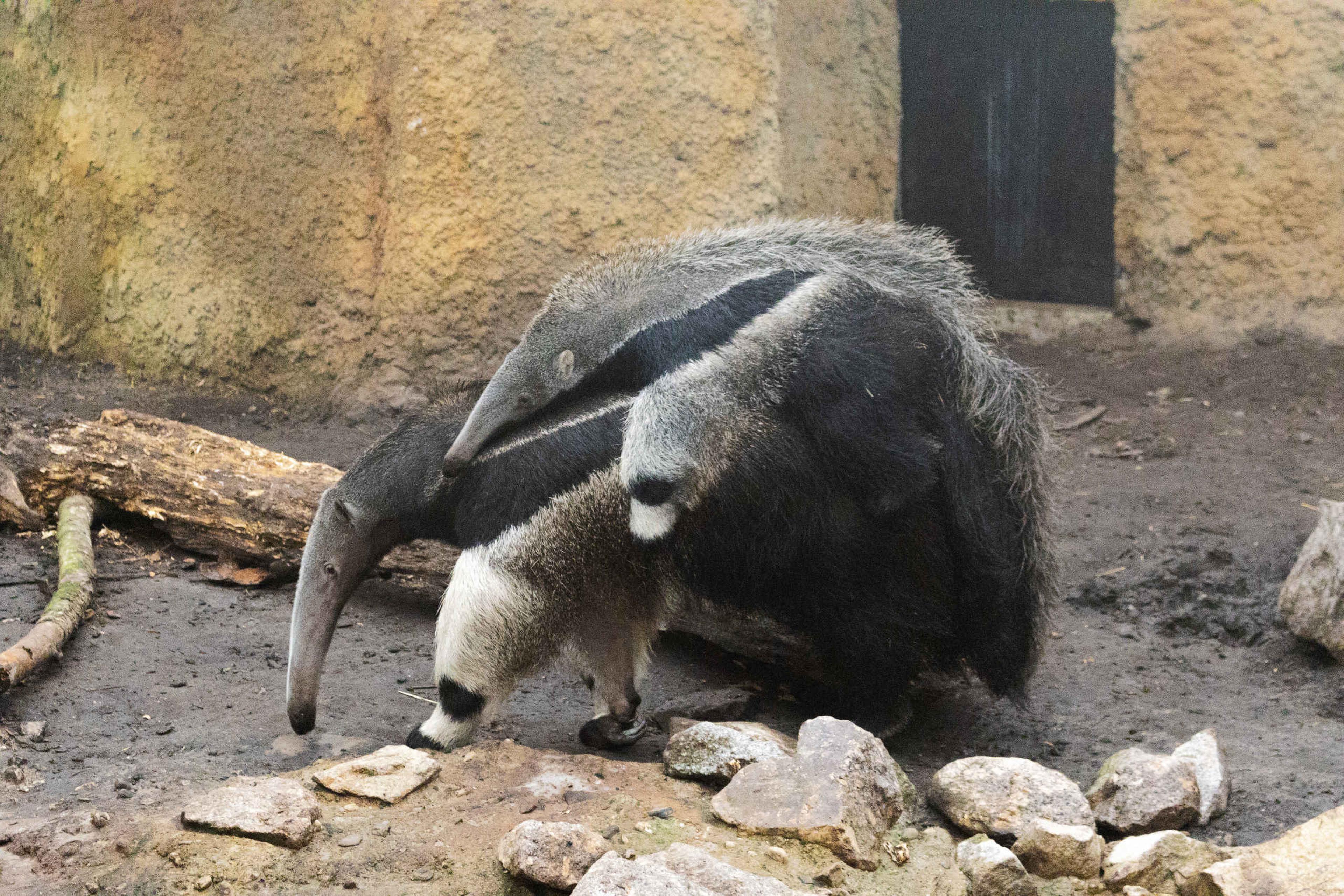Een reuzenmiereneter en haar jong bij ZooParc Overloon.