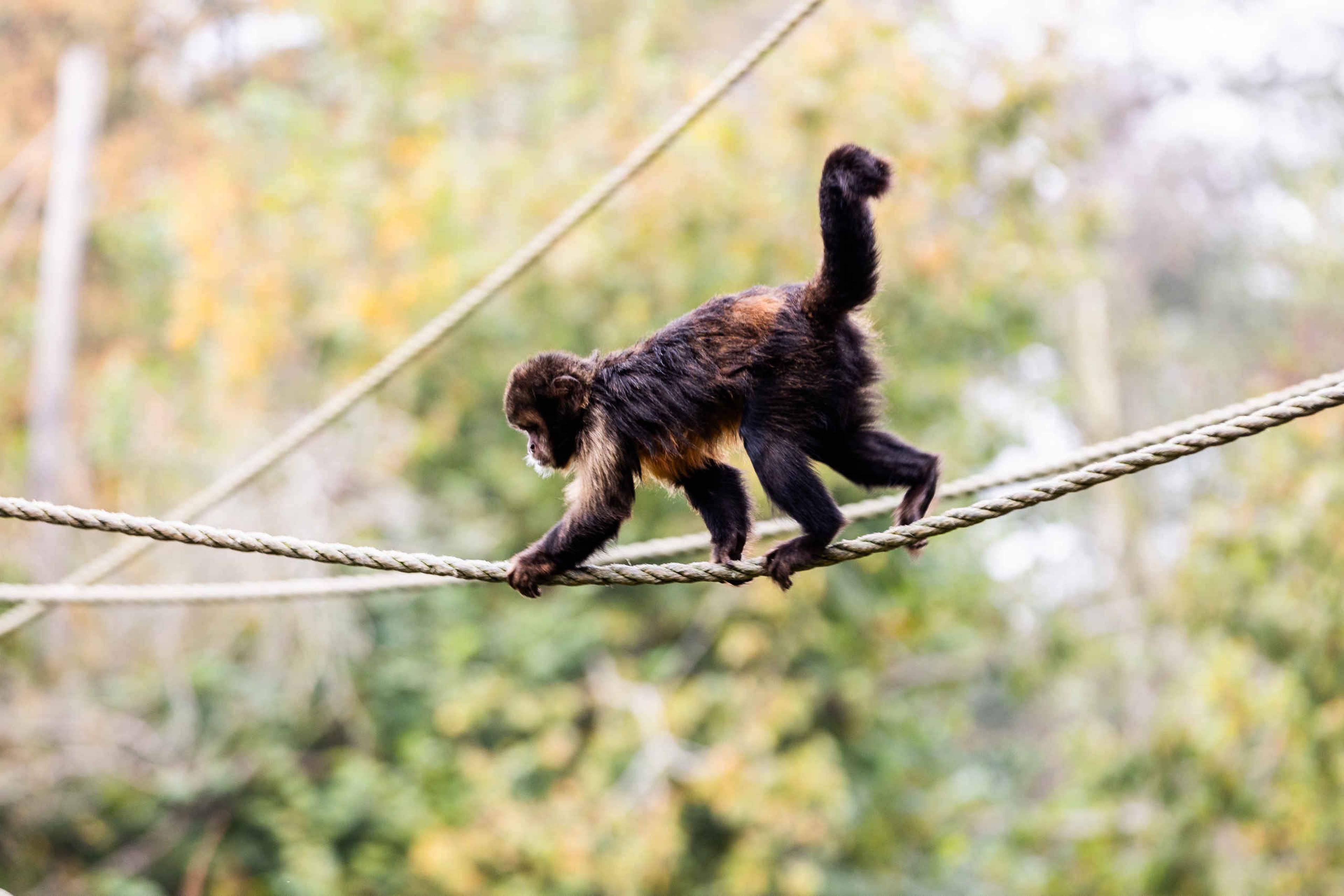 Geelborstkapucijnaap klimt op touw in AquaZoo Leeuwarden