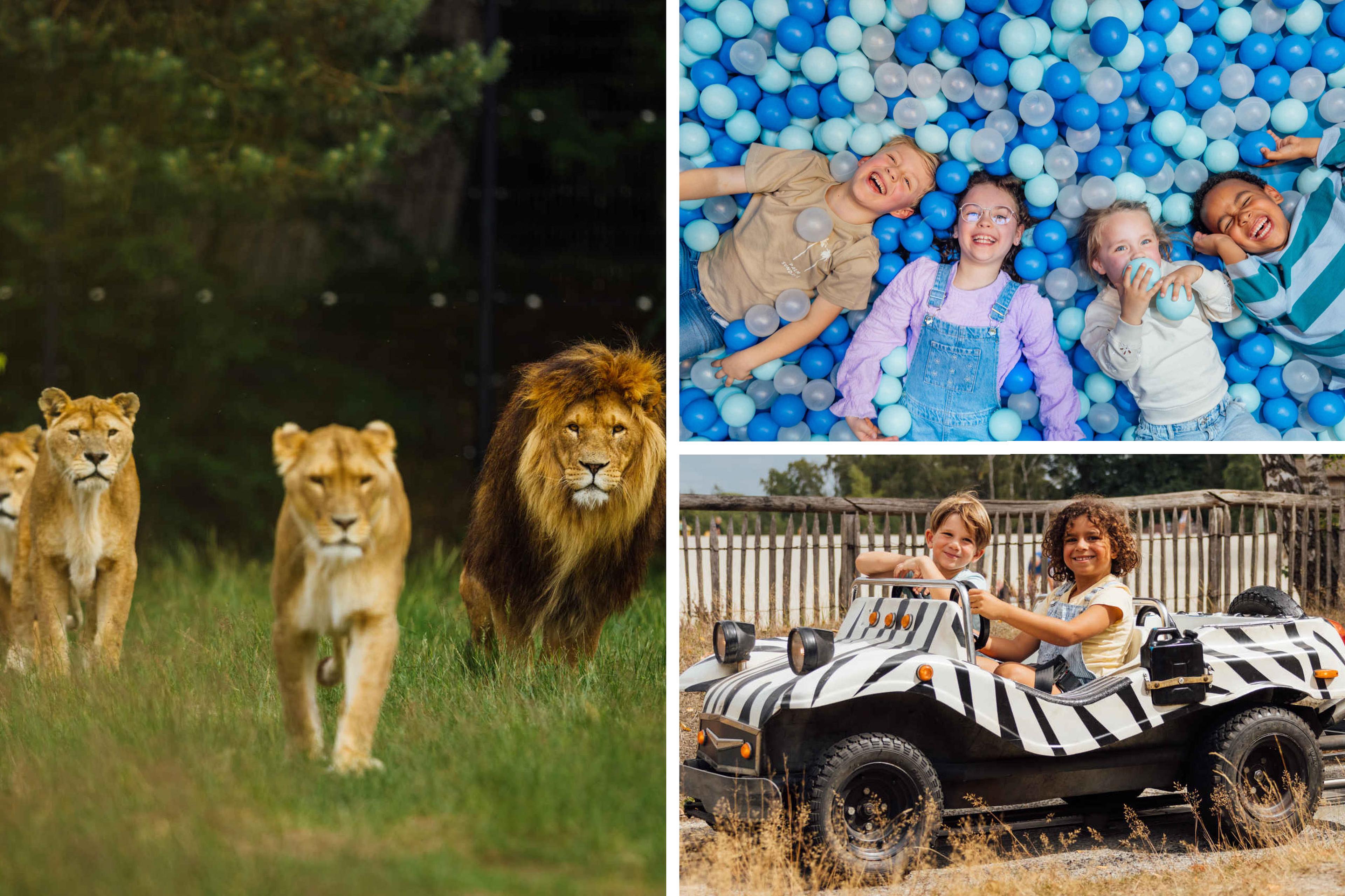 Een afbeelding met alle opties voor een combiticket bij Beekse Bergen