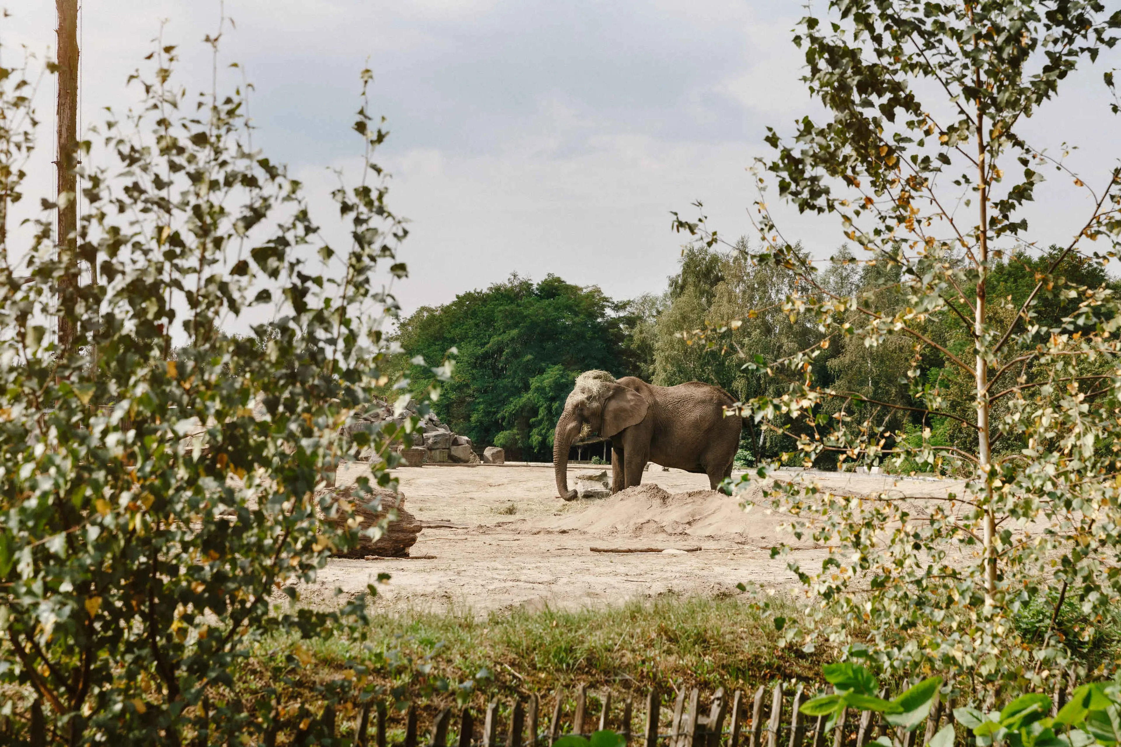 Een Afrikaanse olifant staat op de savanne bij Safaripark Beekse Bergen.