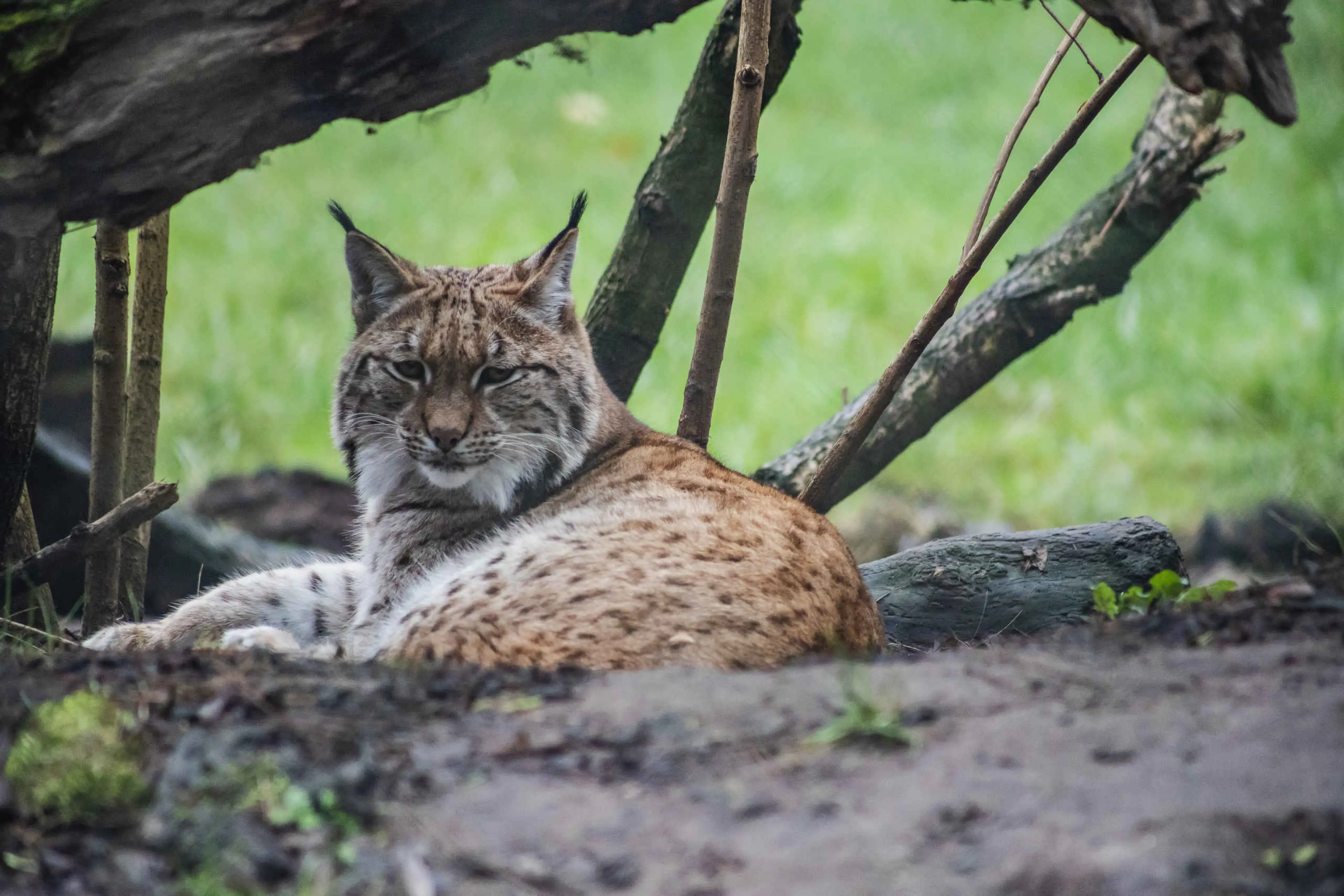 Een Lynx die op de grond ligt in Eindhoven Zoo