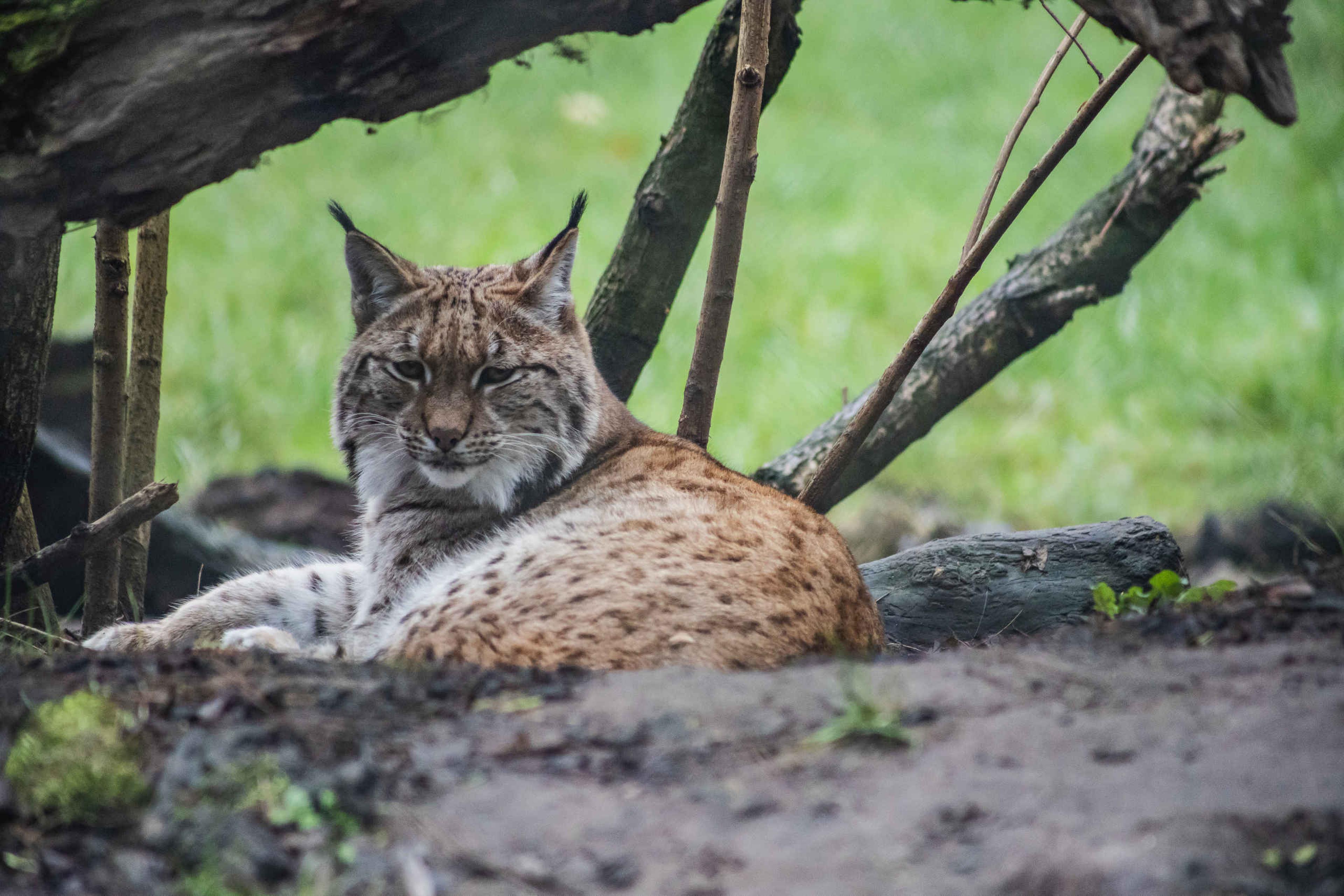 Een Lynx die op de grond ligt in Eindhoven Zoo