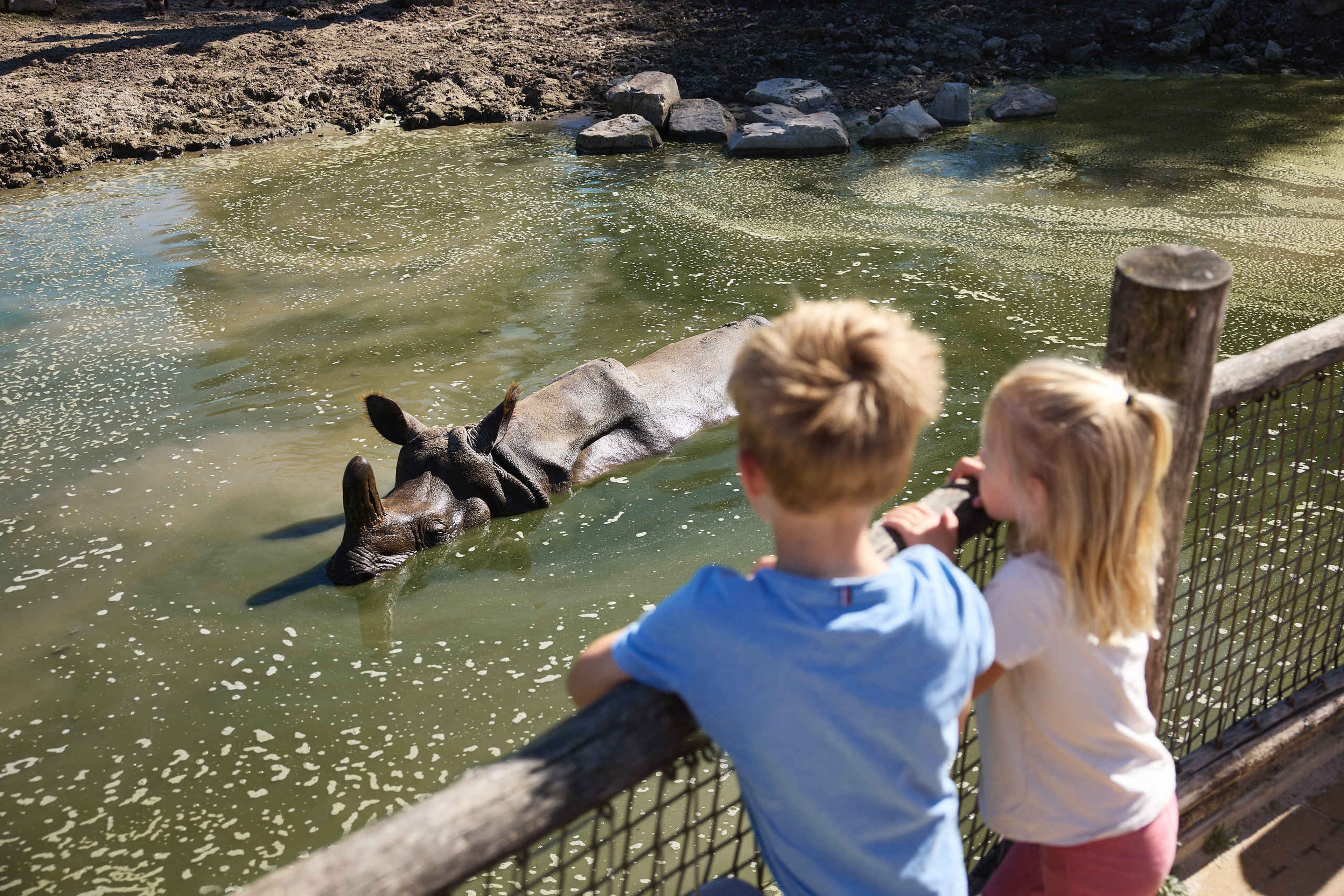 Een Indische neushoorn in het water