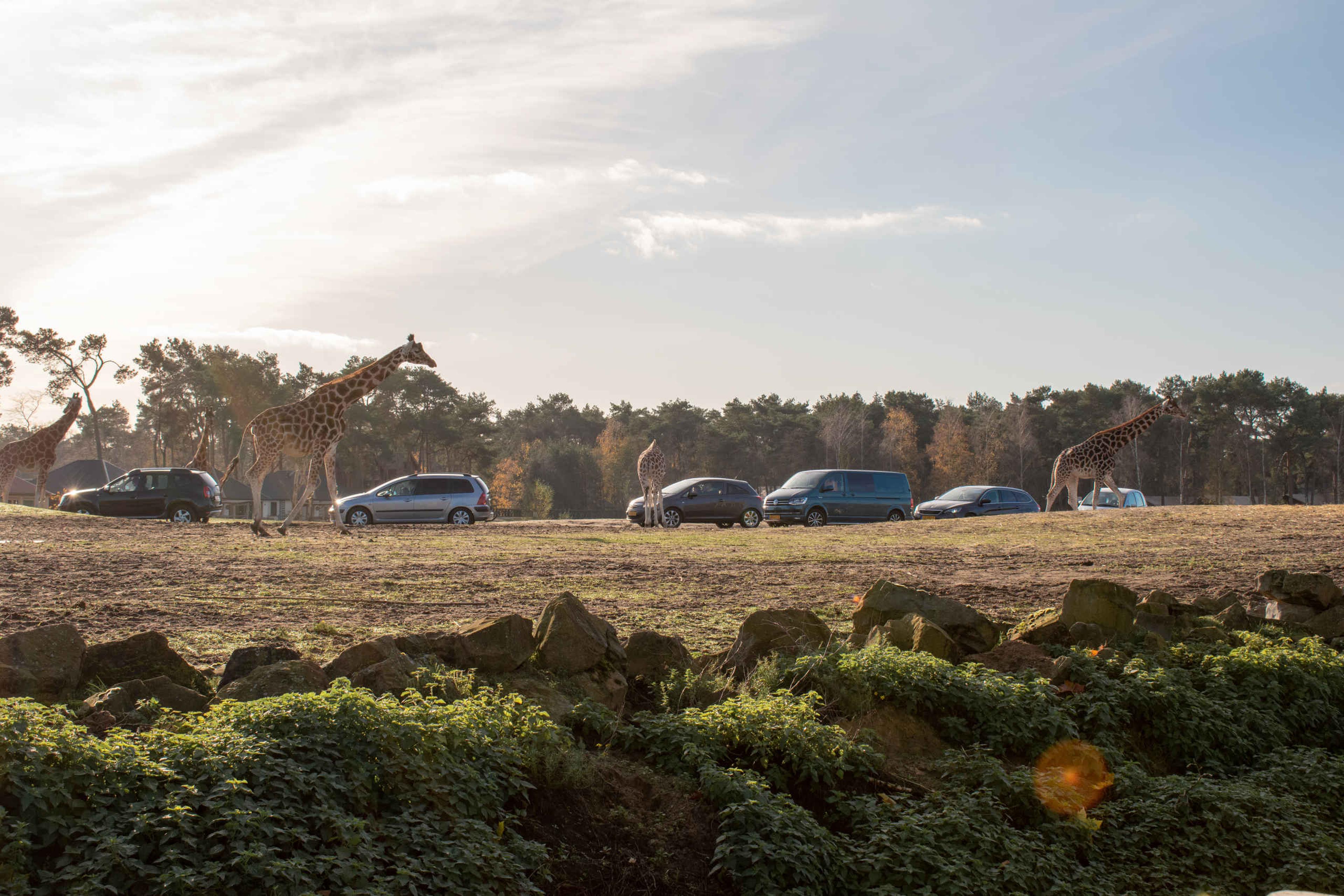 Savanne giraffen auto's autosafari Safaripark Beekse Bergen