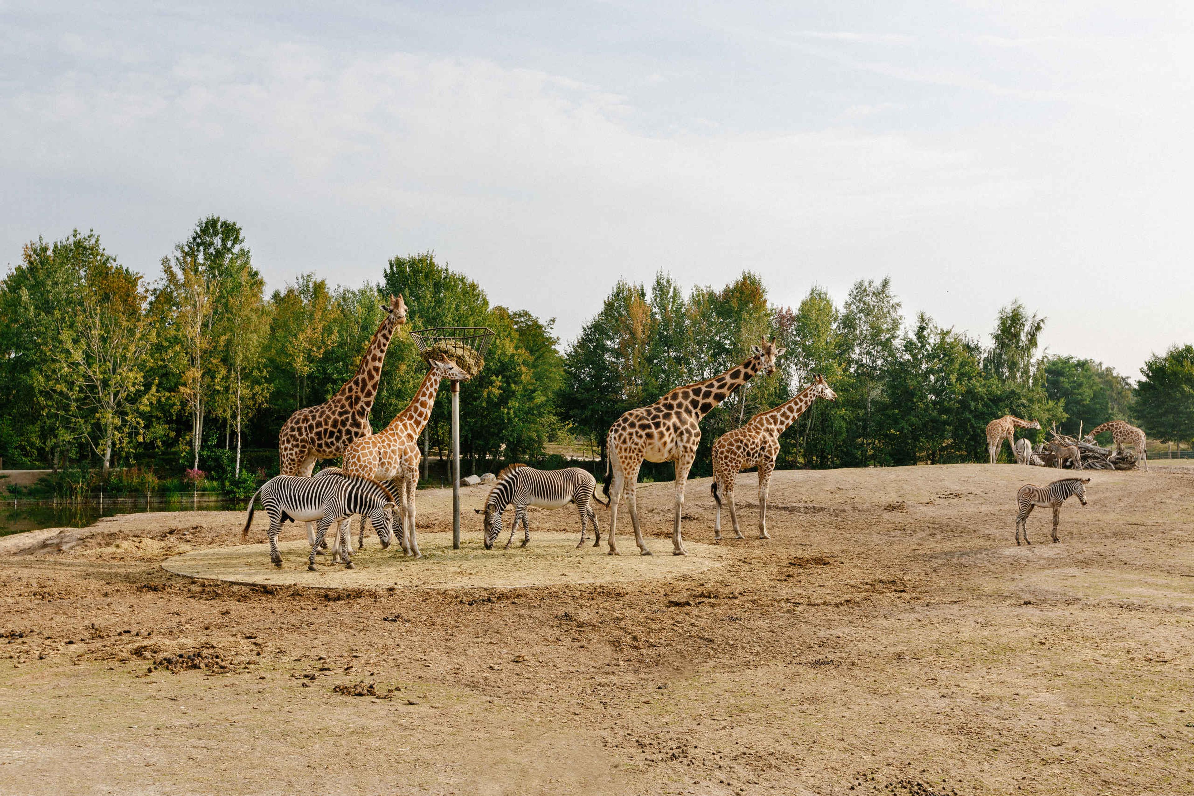 Giraffen en zebra's op de vlakte voor de bomen in Safaripark Beekse Bergen
