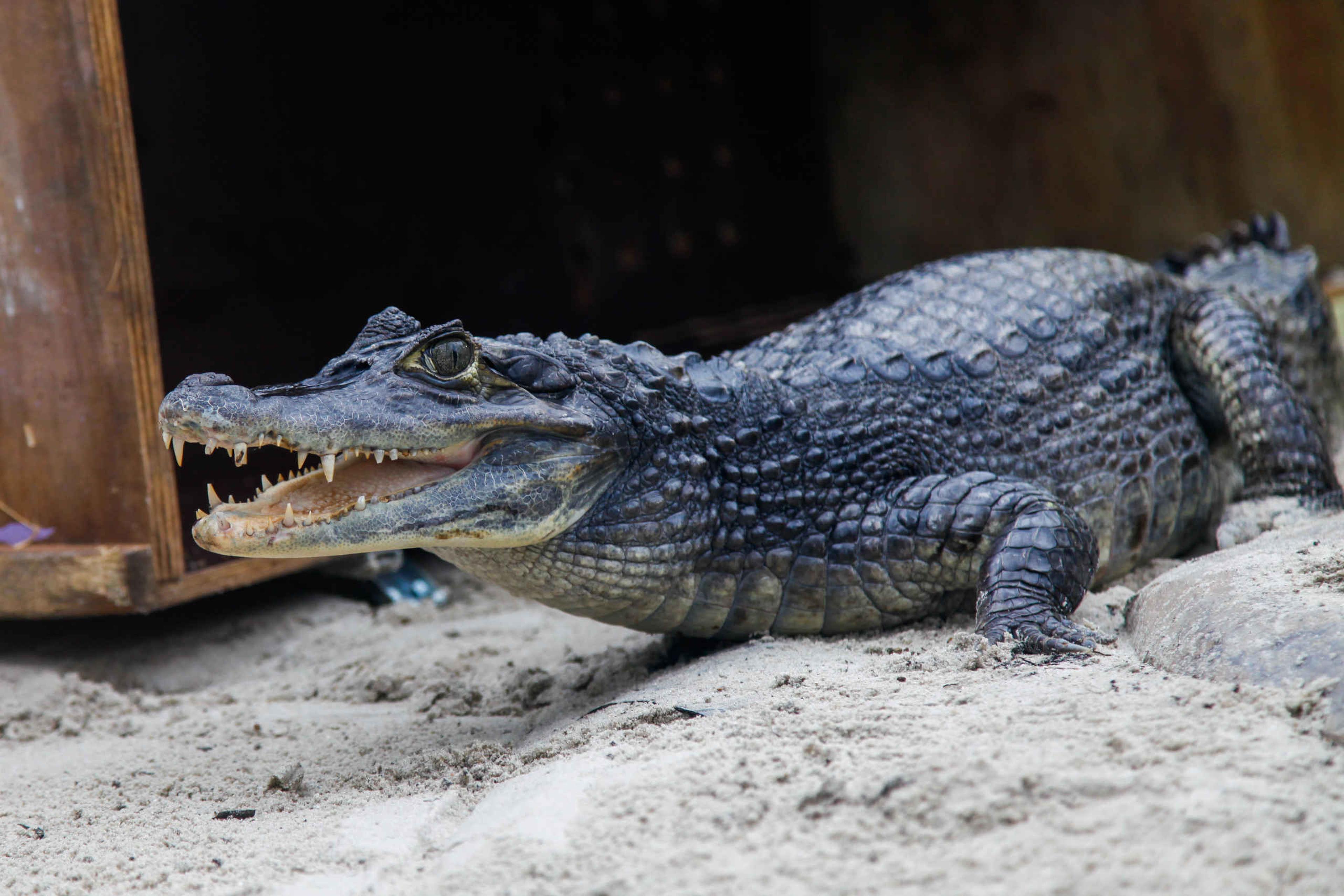 Een brilkaaiman in expeditiegebied Madidi bij ZooParc Overloon.
