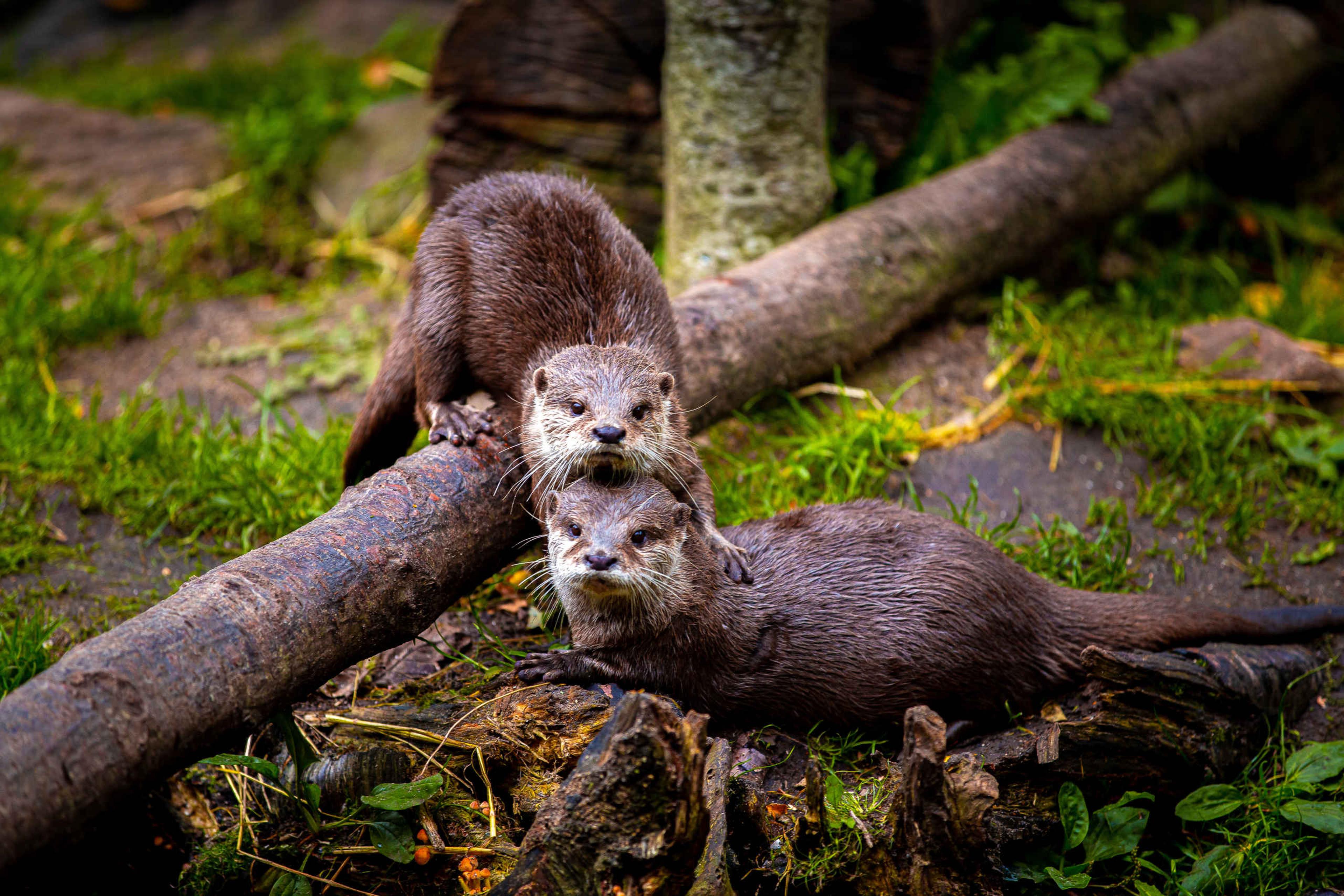 Kleinklauwotter close up groene omgeving AquaZoo Leeuwarden