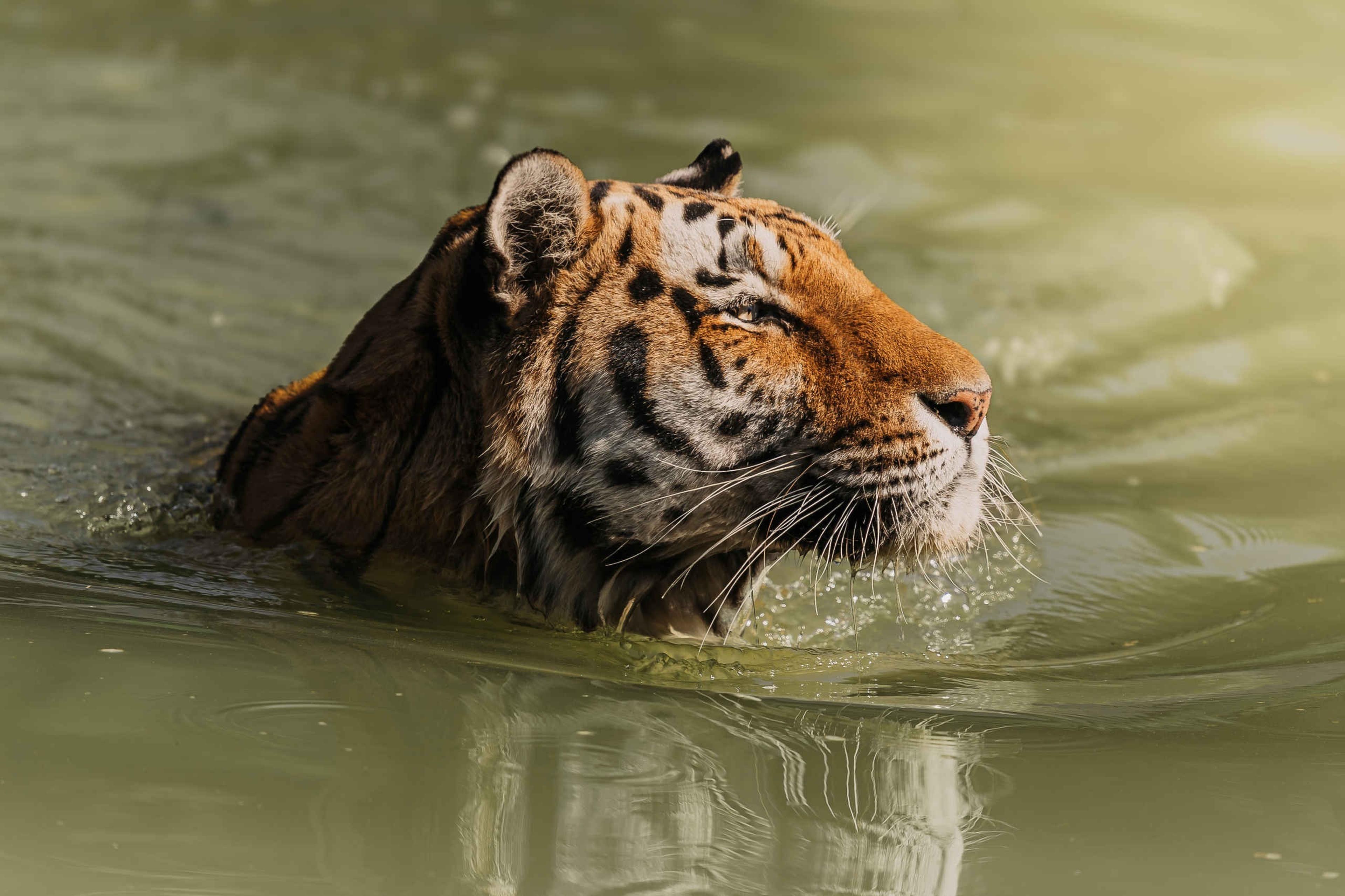 Tijger zwemt in het water in Eindhoven Zoo Dierentuintickets NL