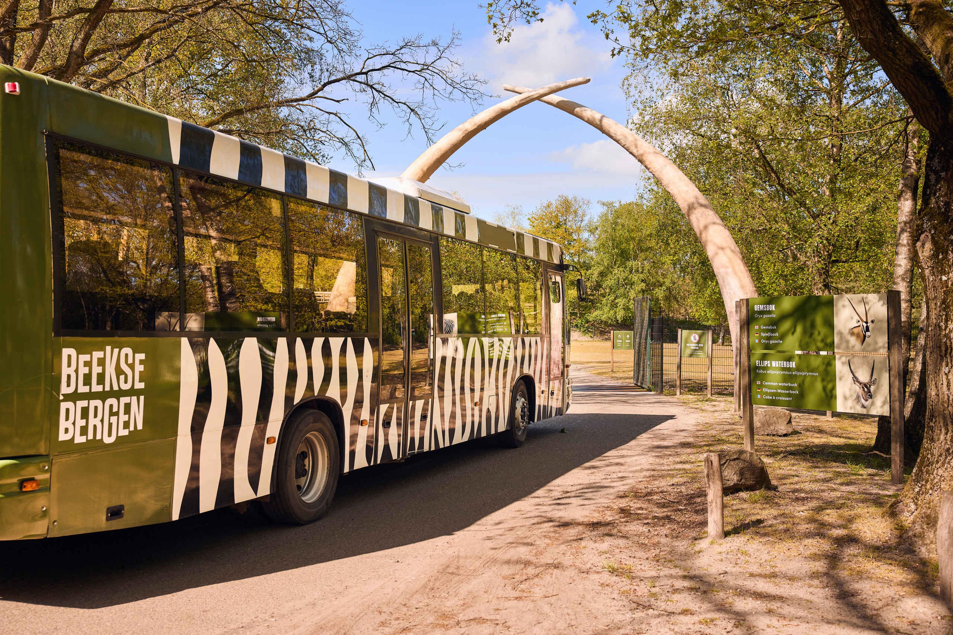 Safaribus bij slagtanden in Safaripark Beekse Bergen