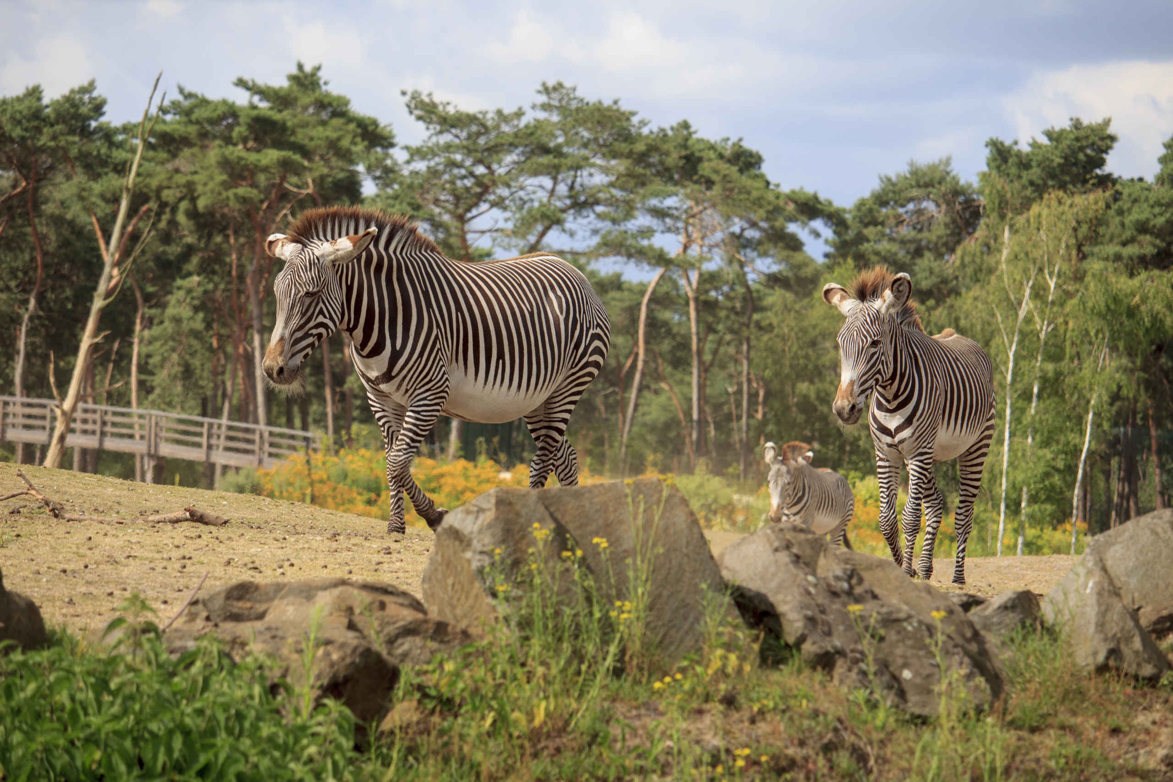 Zebra's lopen over de savanne bij Safaripark Beekse Bergen
