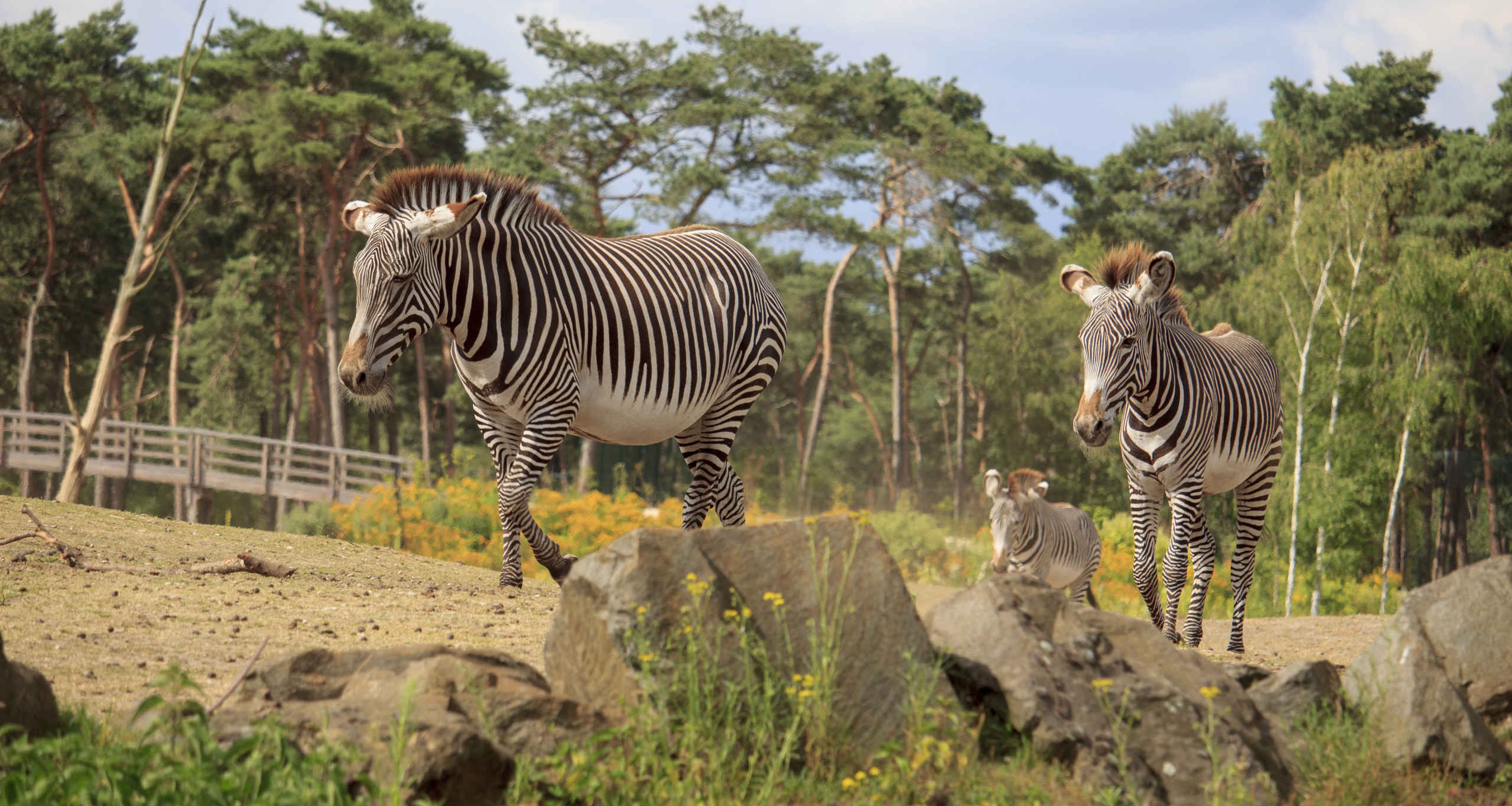 Zebra's lopen over de savanne bij Safaripark Beekse Bergen