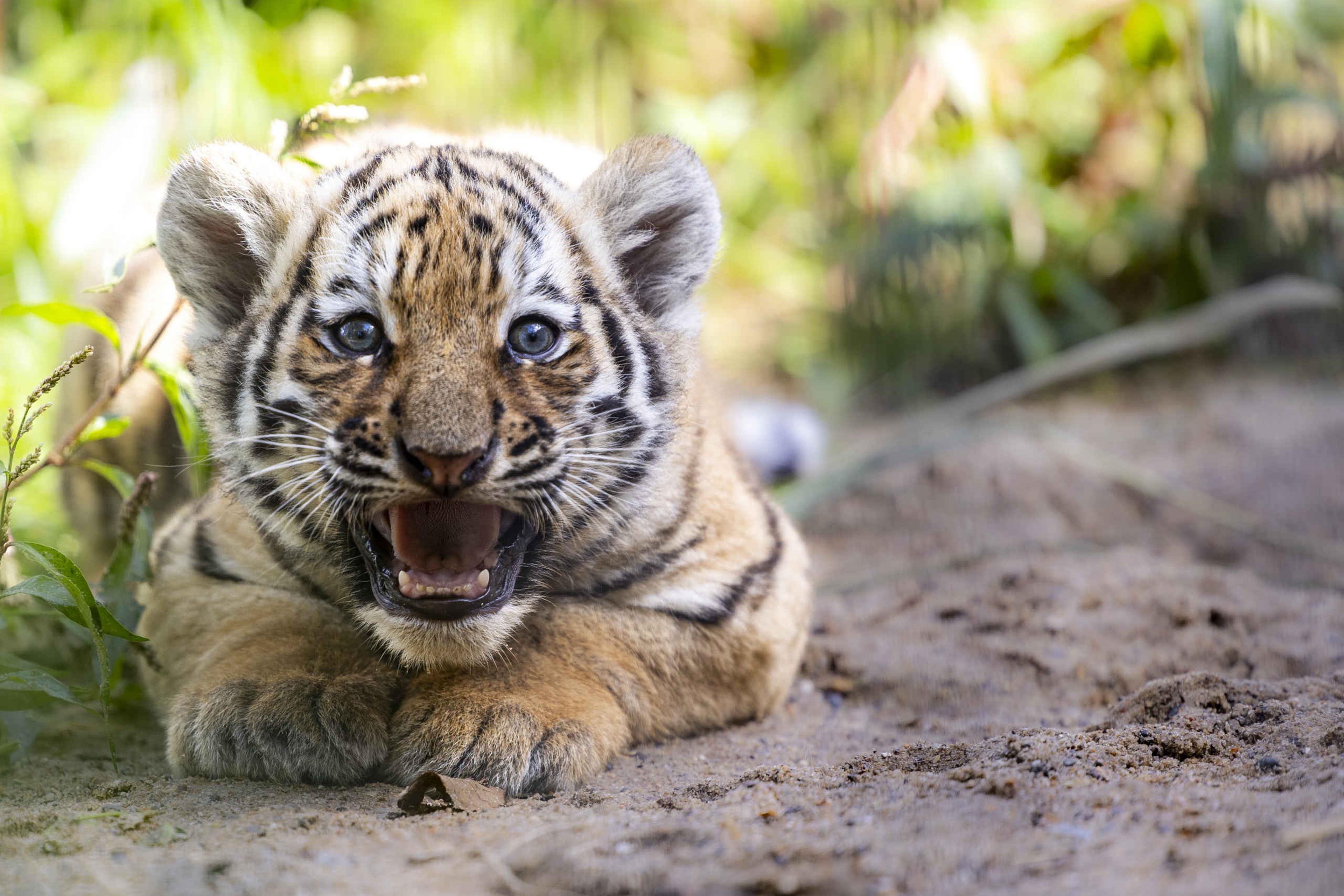 Tijger welp close-up brullen AquaZoo Leeuwarden
