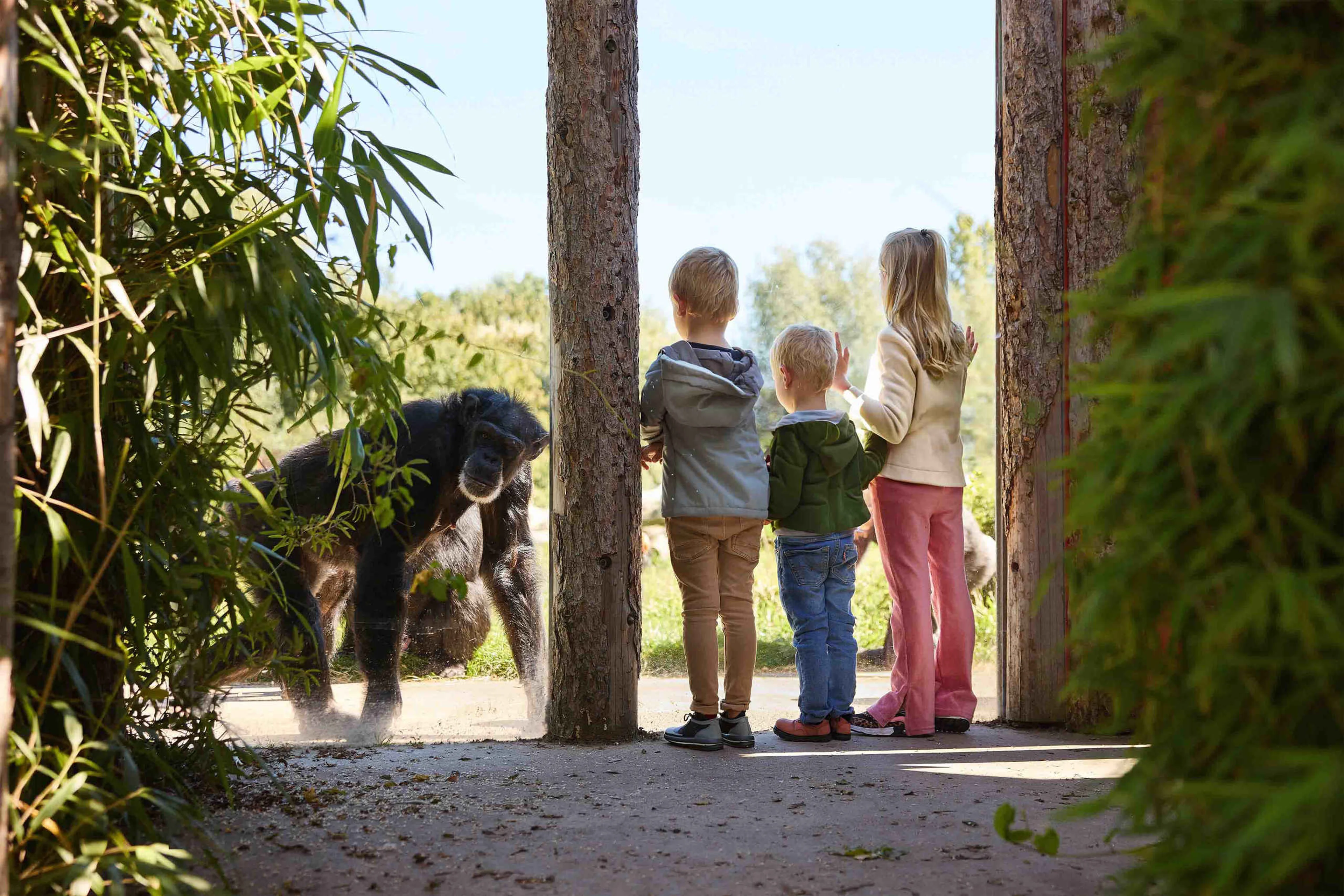 Kinderen bij het raam van de chimpansee in Eindhoven Zoo Dierentuintickets