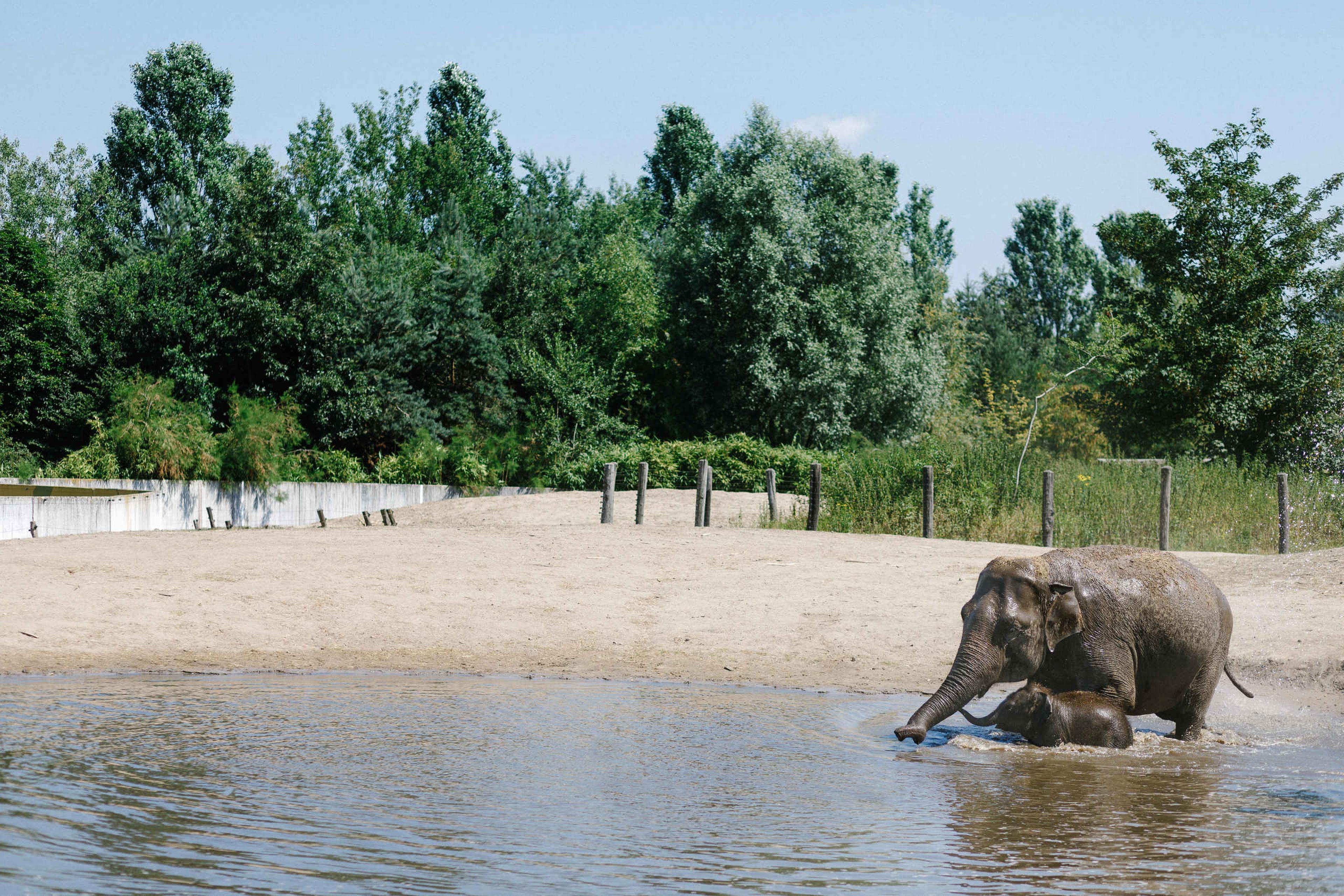 Een olifant en haar jong spelen in het water bij Eindhoven Zoo.