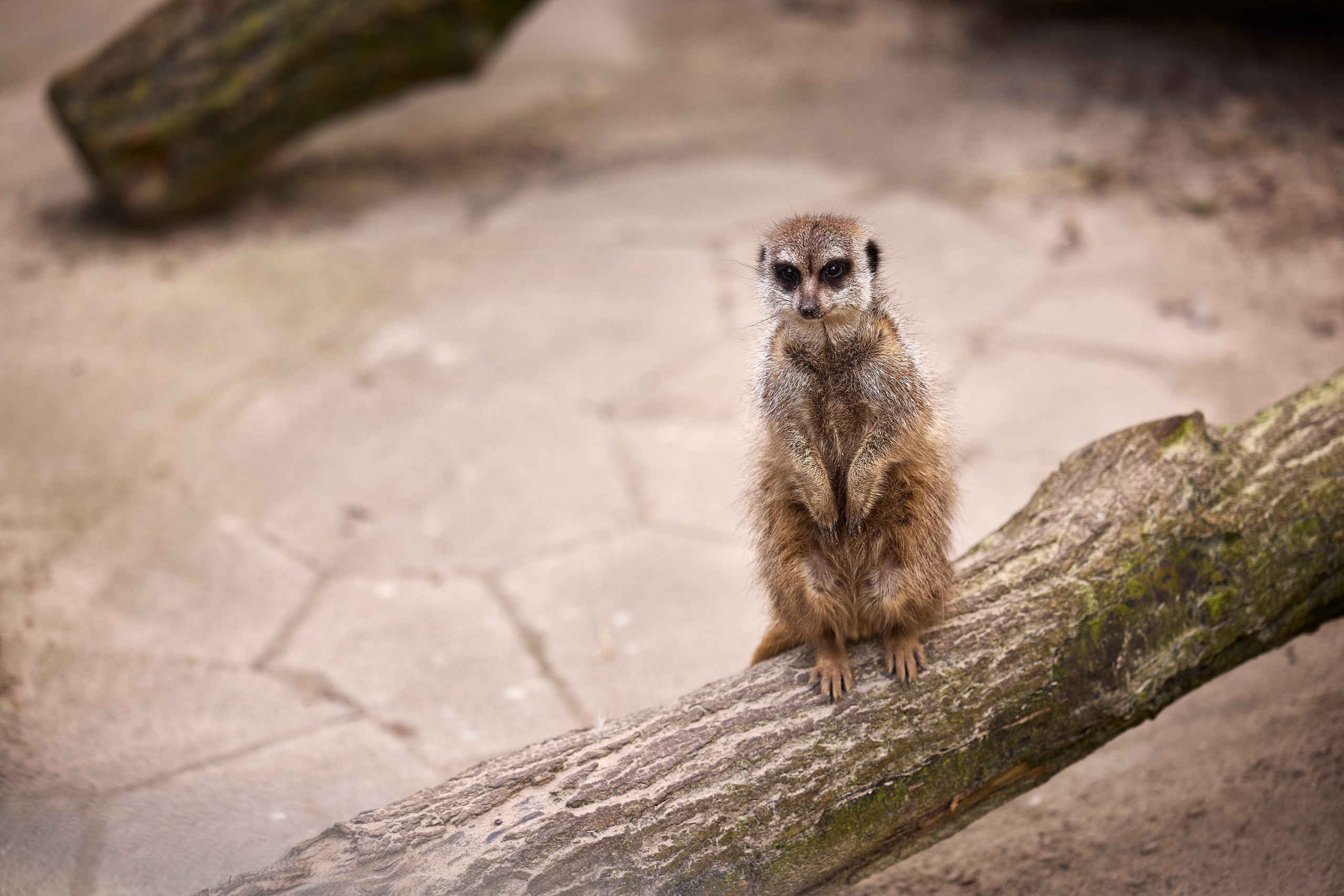 Stokstaartje op een boomstam in Eindhoven Zoo