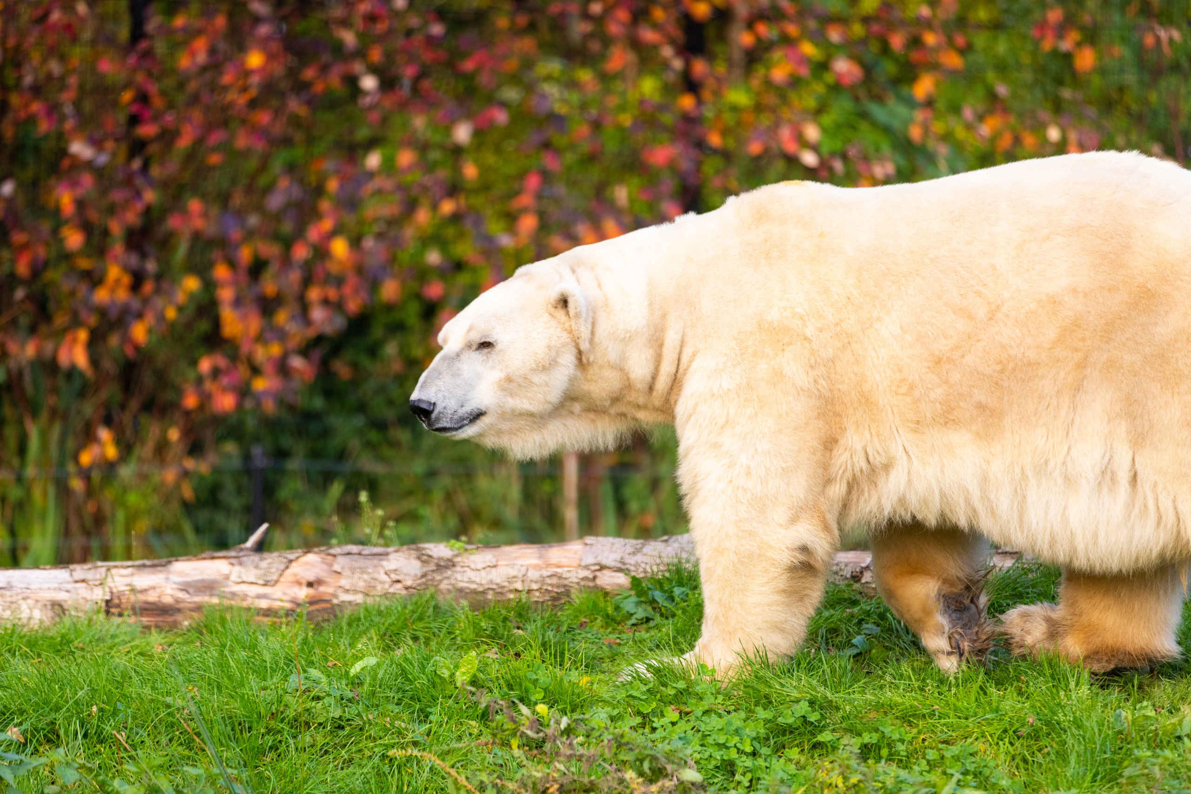 IJsbeer close up AquaZoo Leeuwarden