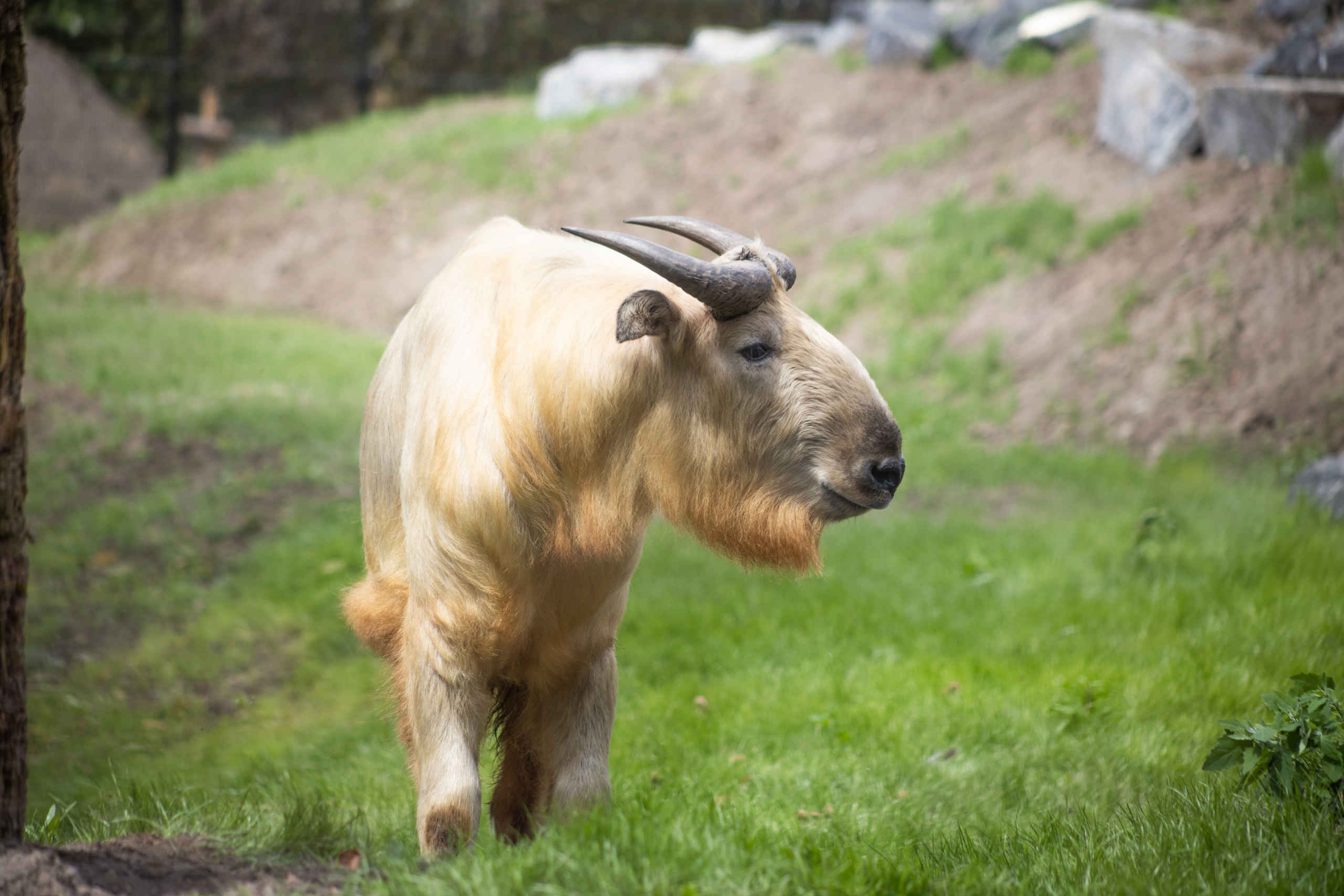 Gouden takin vanaf de voorkant op het gras in Eindhoven Zoo