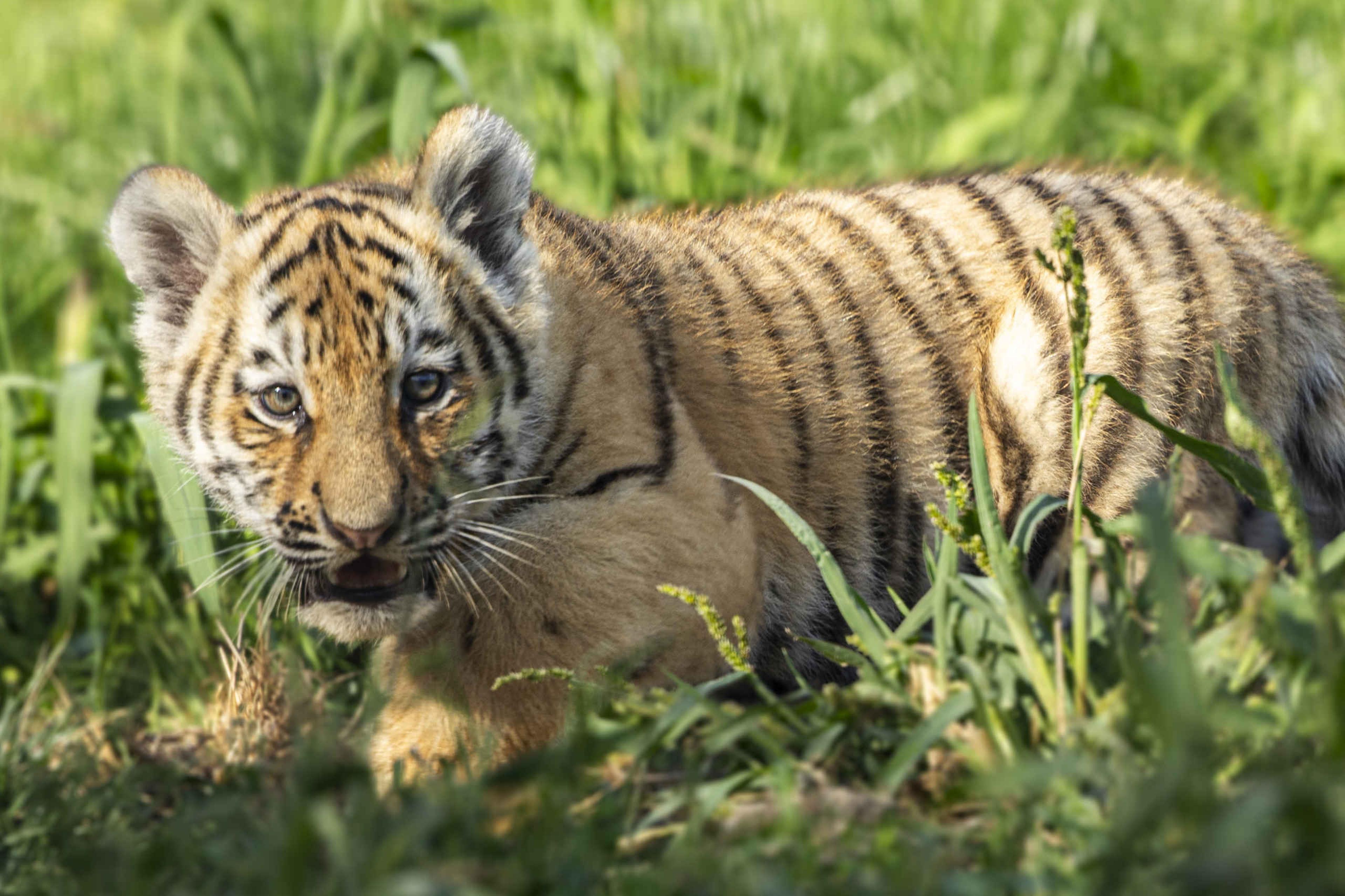 Tijgerwelp close-up in het gras AquaZoo Leeuwarden