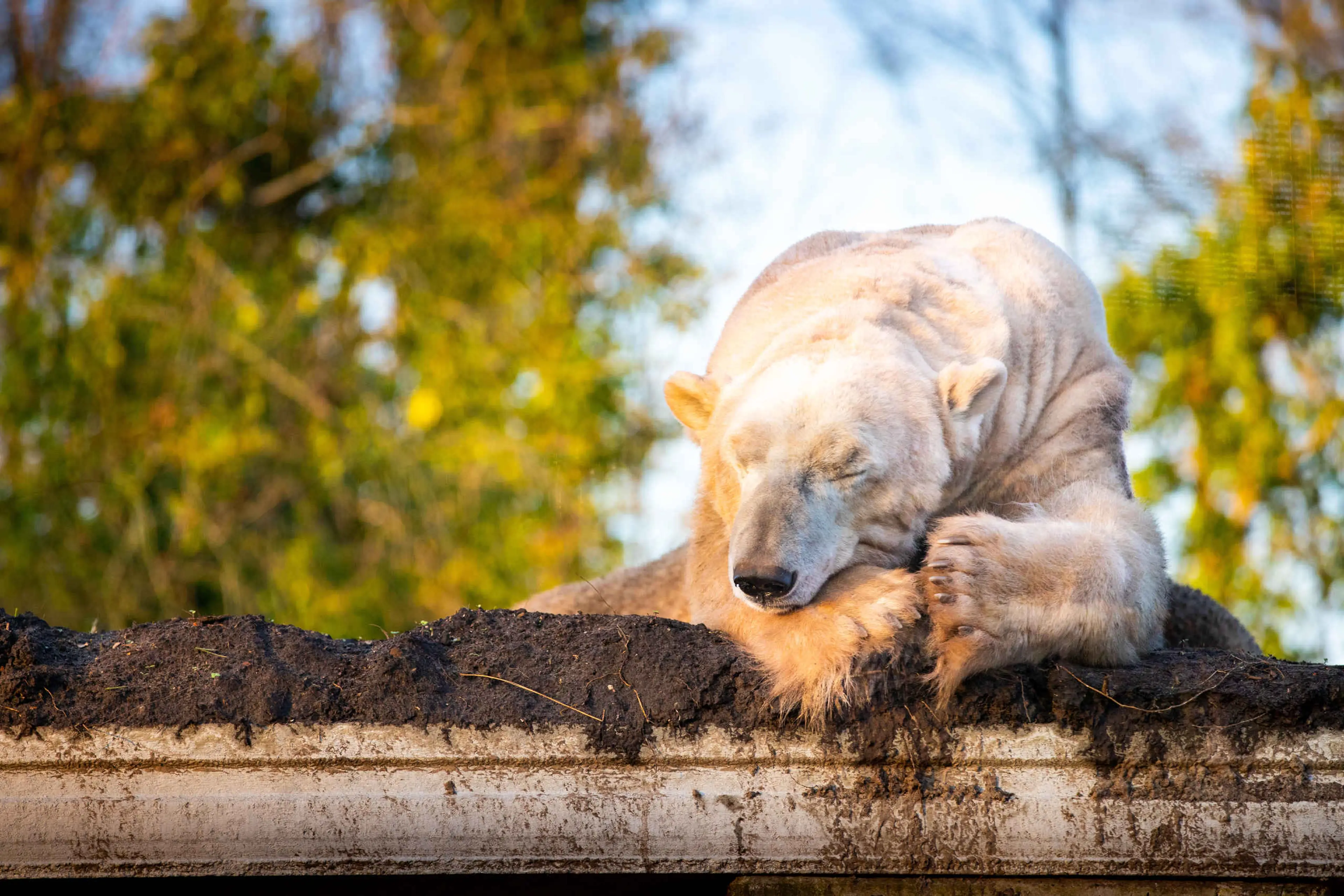 Een ijsbeer ligt te slapen bij AquaZoo Leeuwarden.