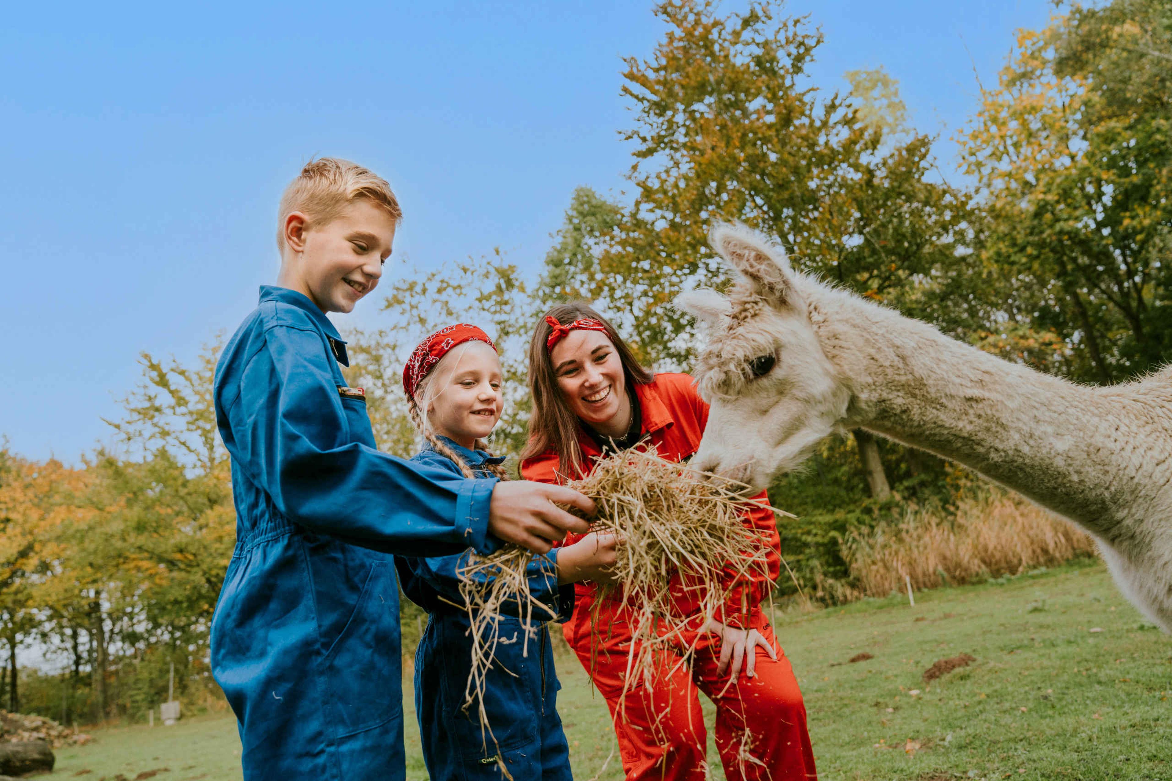 Kinderen voeren samen met een dierenverzorger een alpaca