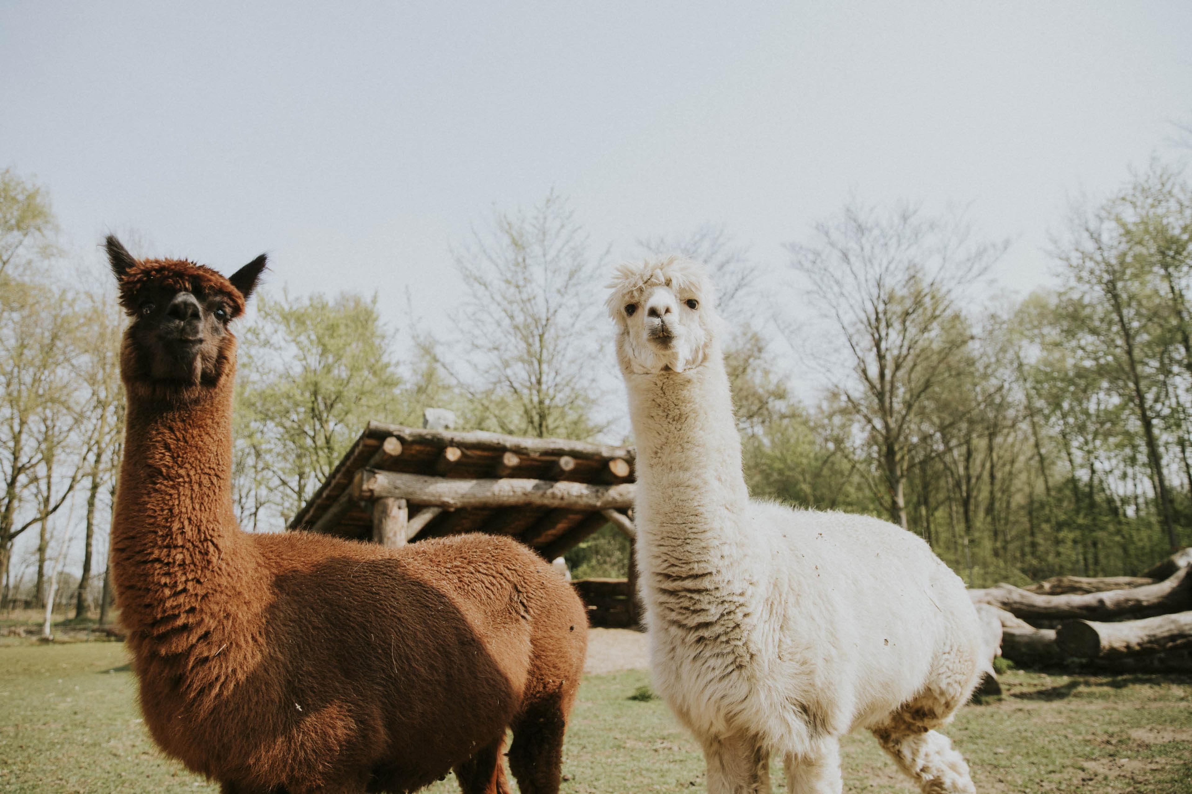 Alpaca's op de kinderboerderij van Vakantiepark Dierenbos