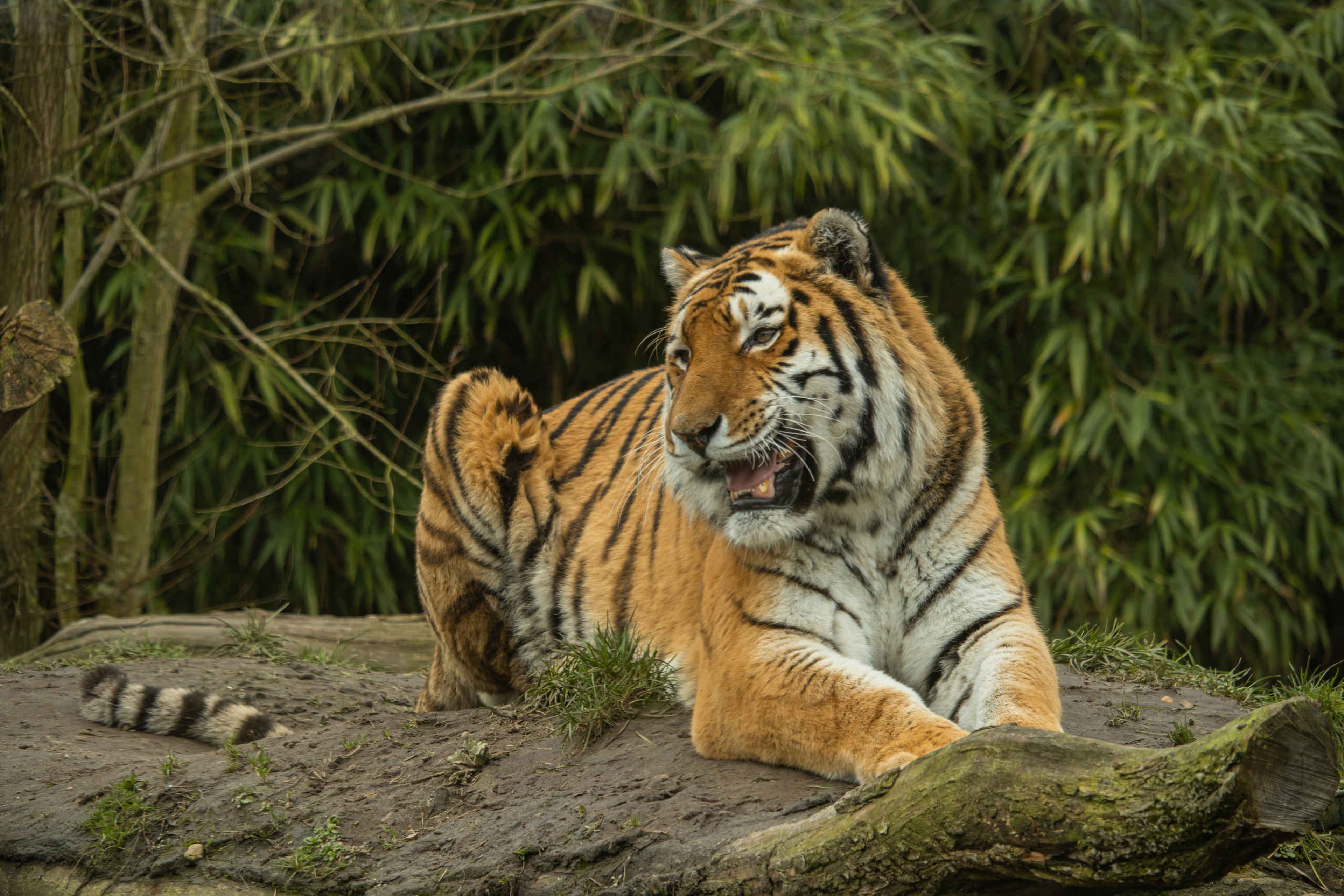 Close-up van een grommende tijger in Eindhoven Zoo