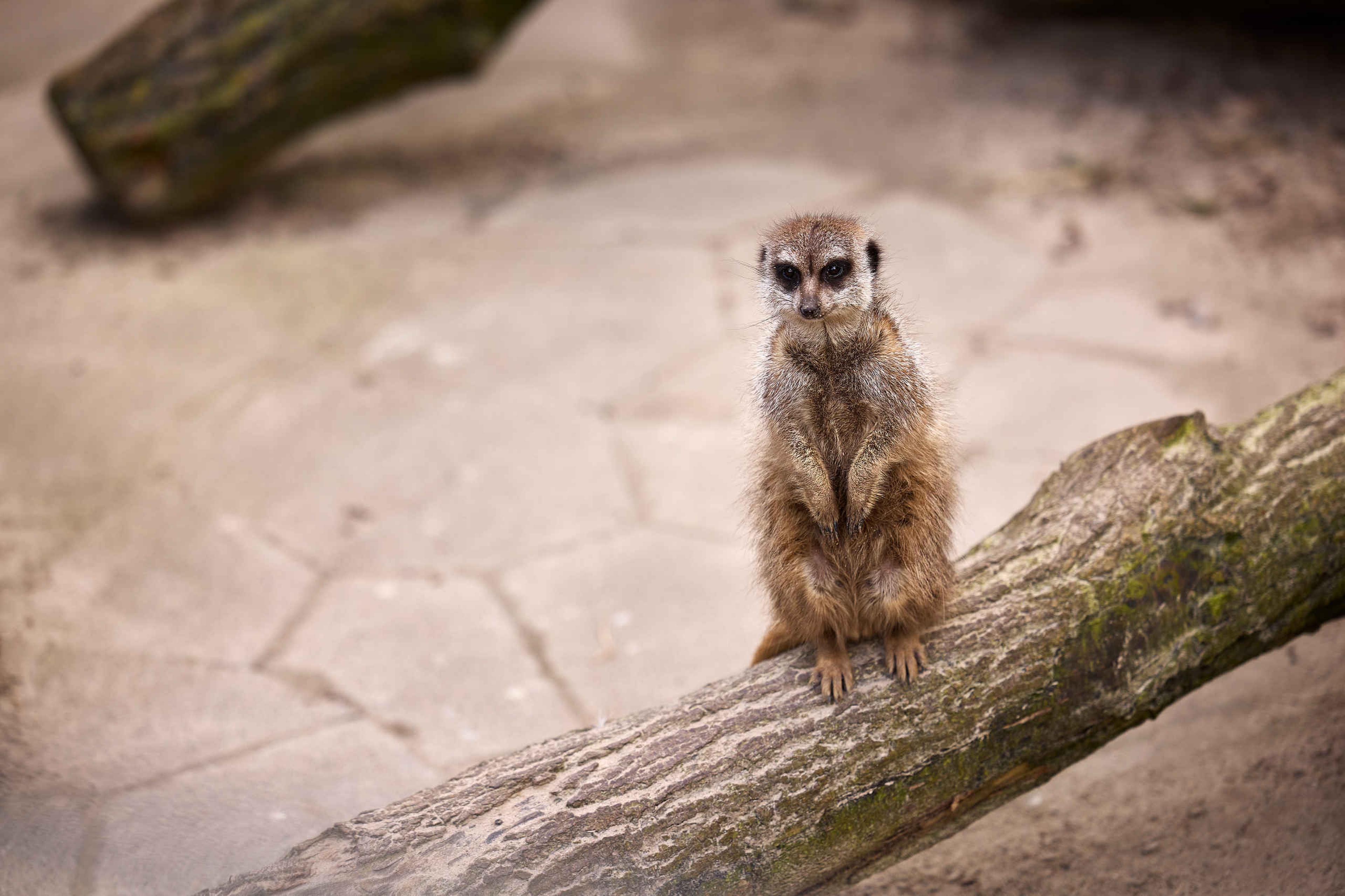 Stokstaartje in Eindhoven Zoo