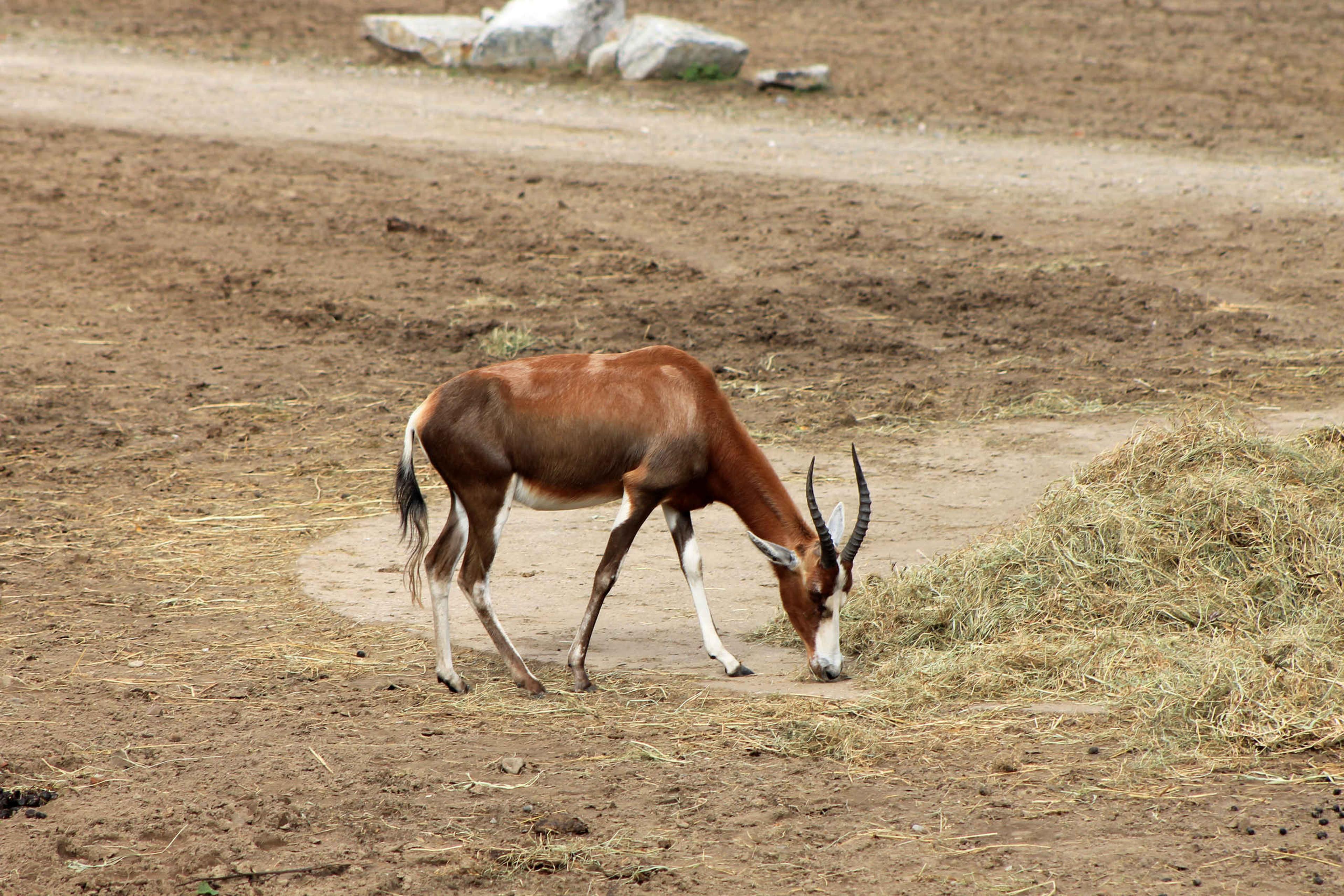 Een blesbok grazend op de savanne van Safaripark Beekse Bergen