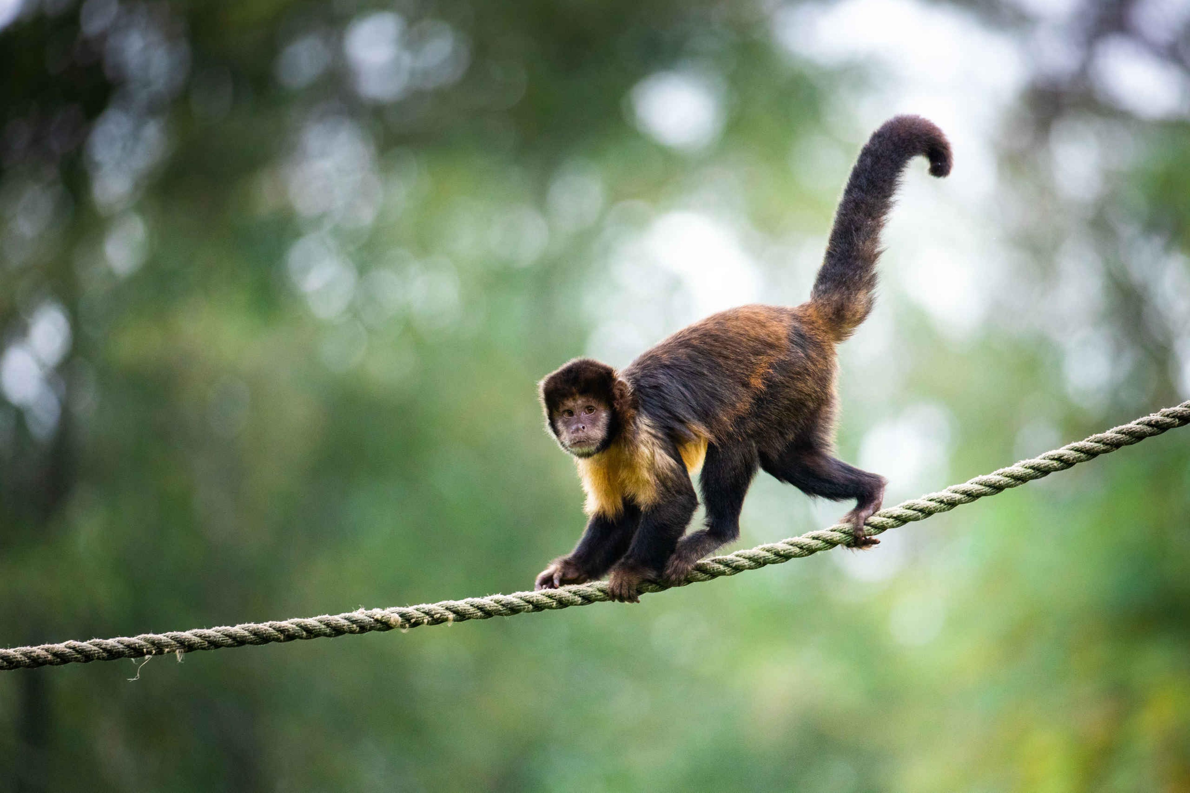 Geelborstkapucijnaap op touw klimmen in AquaZoo Leeuwarden