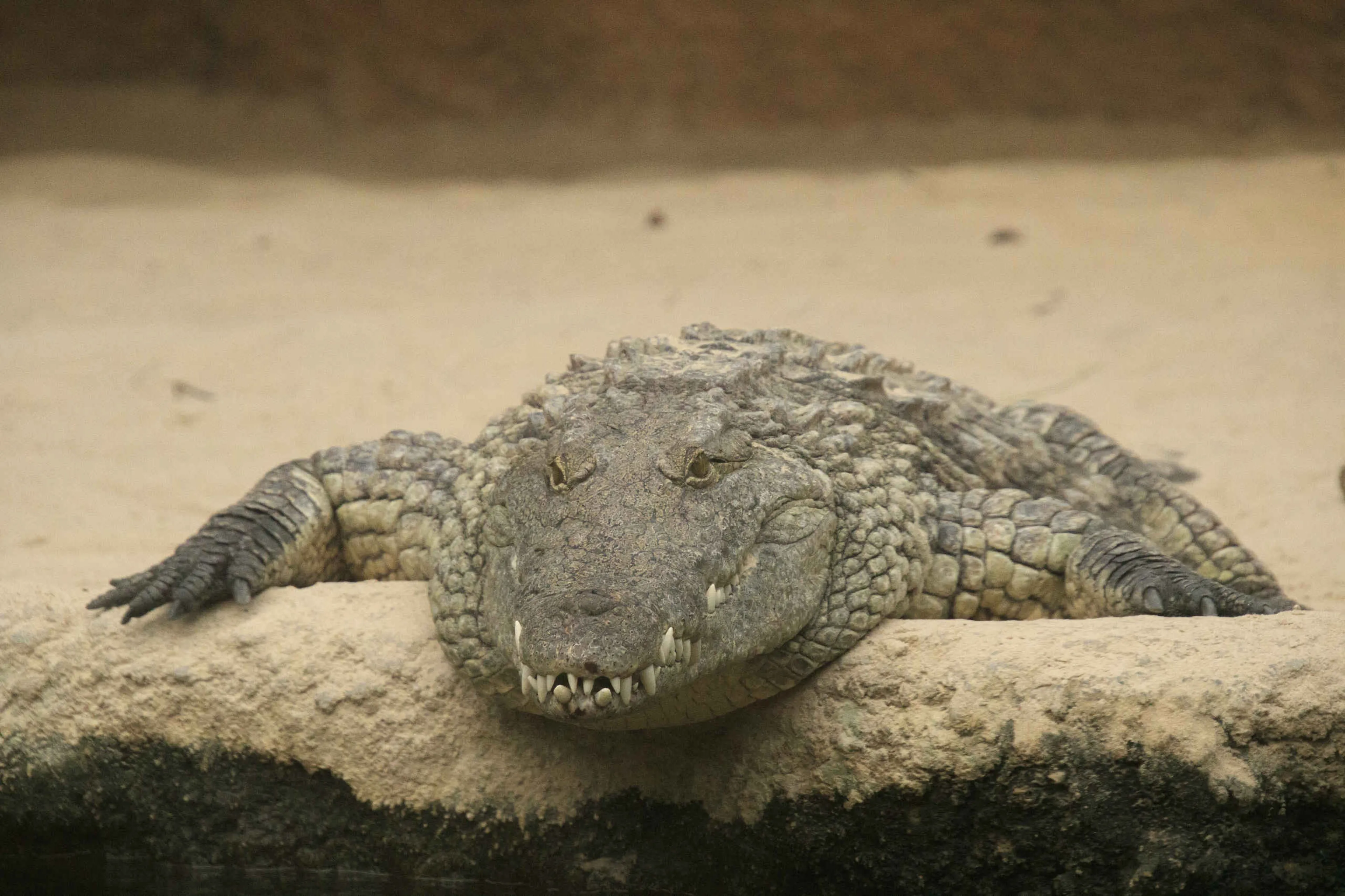 Dier krokodil op een steen bij Safaripark Beekse Bergen